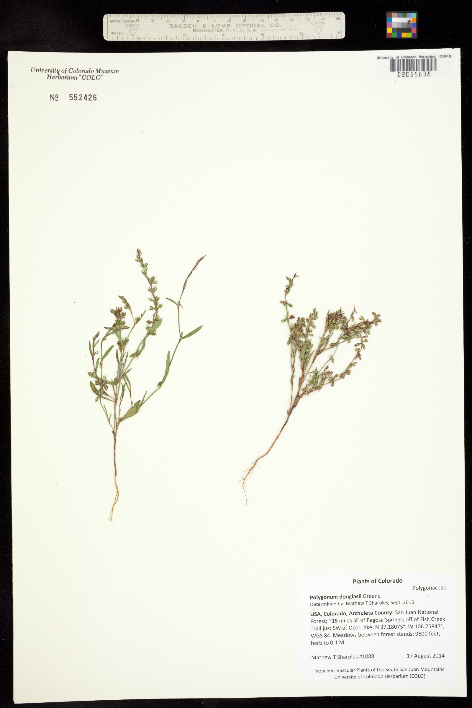 Polygonum douglasii image