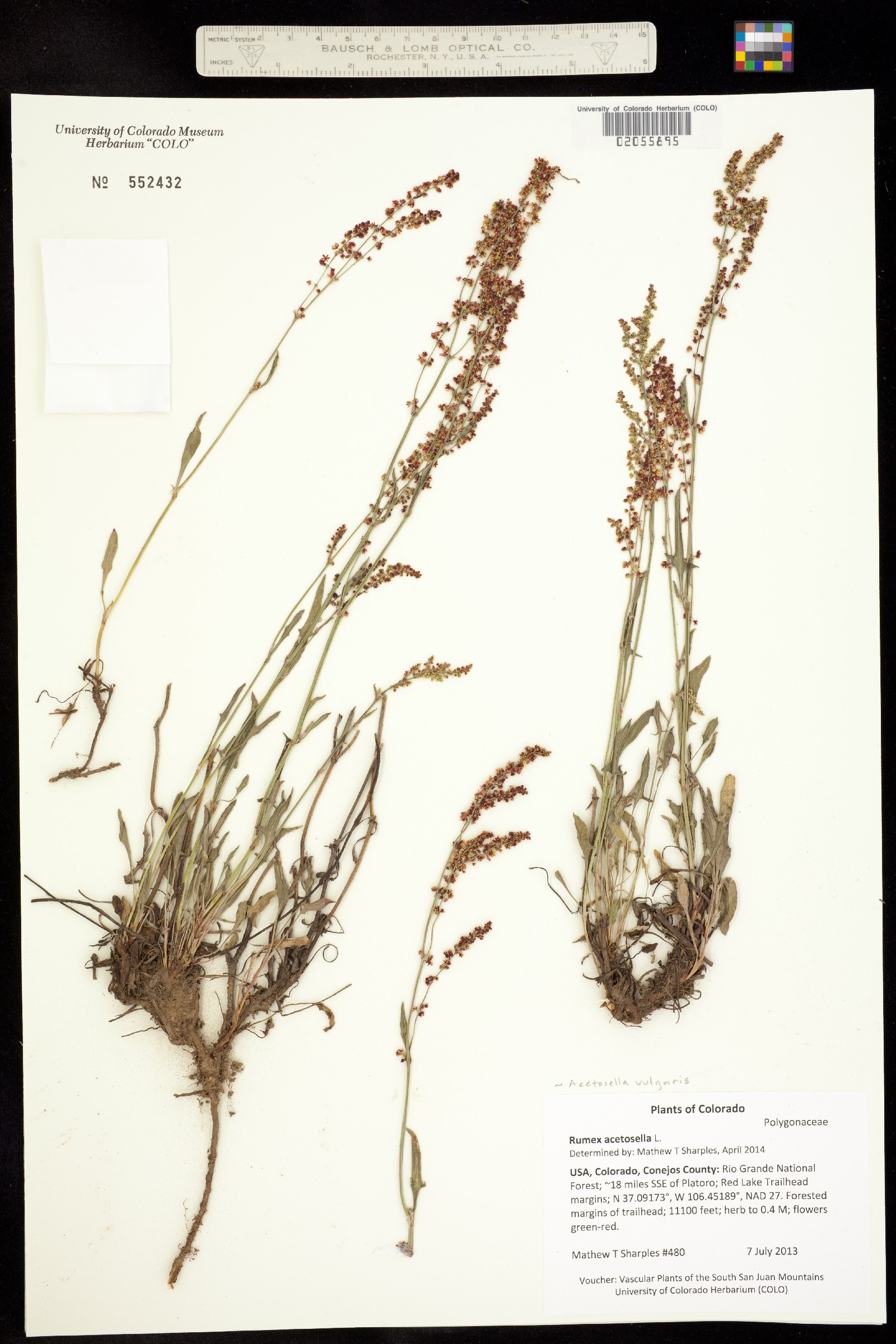 Acetosella image