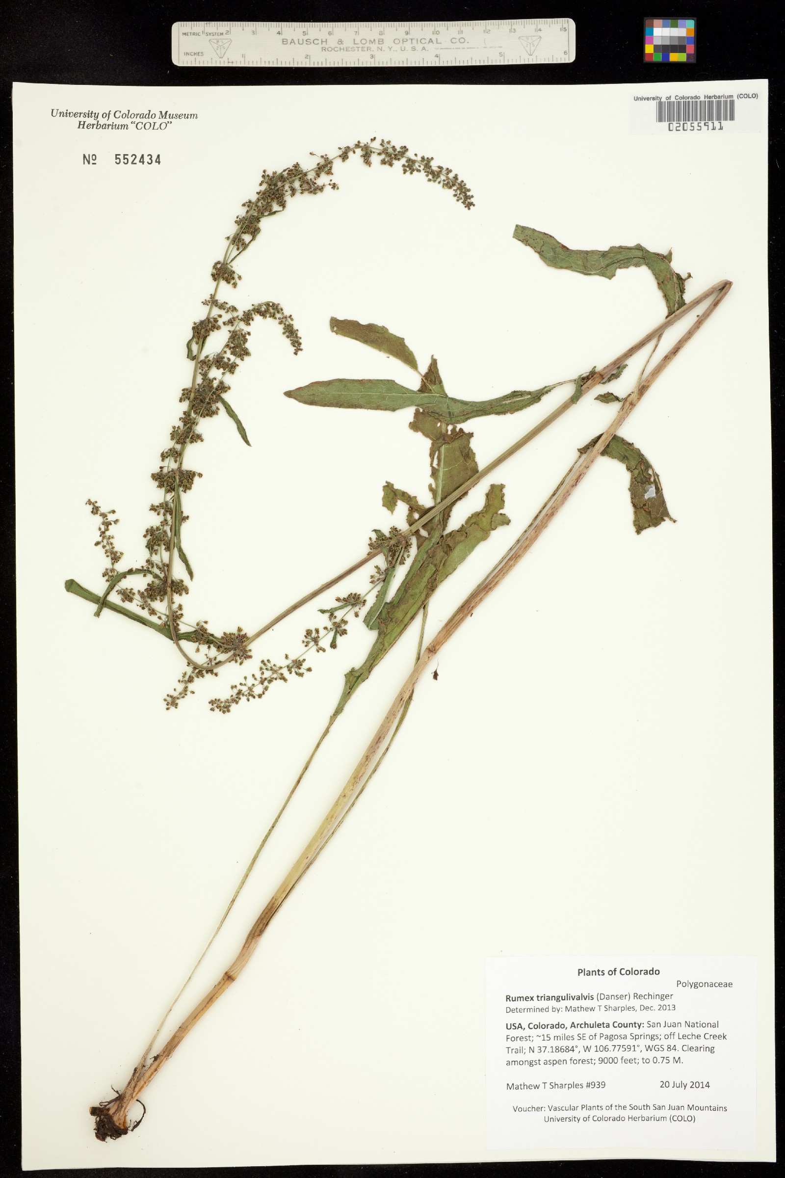 Rumex triangulivalvis image