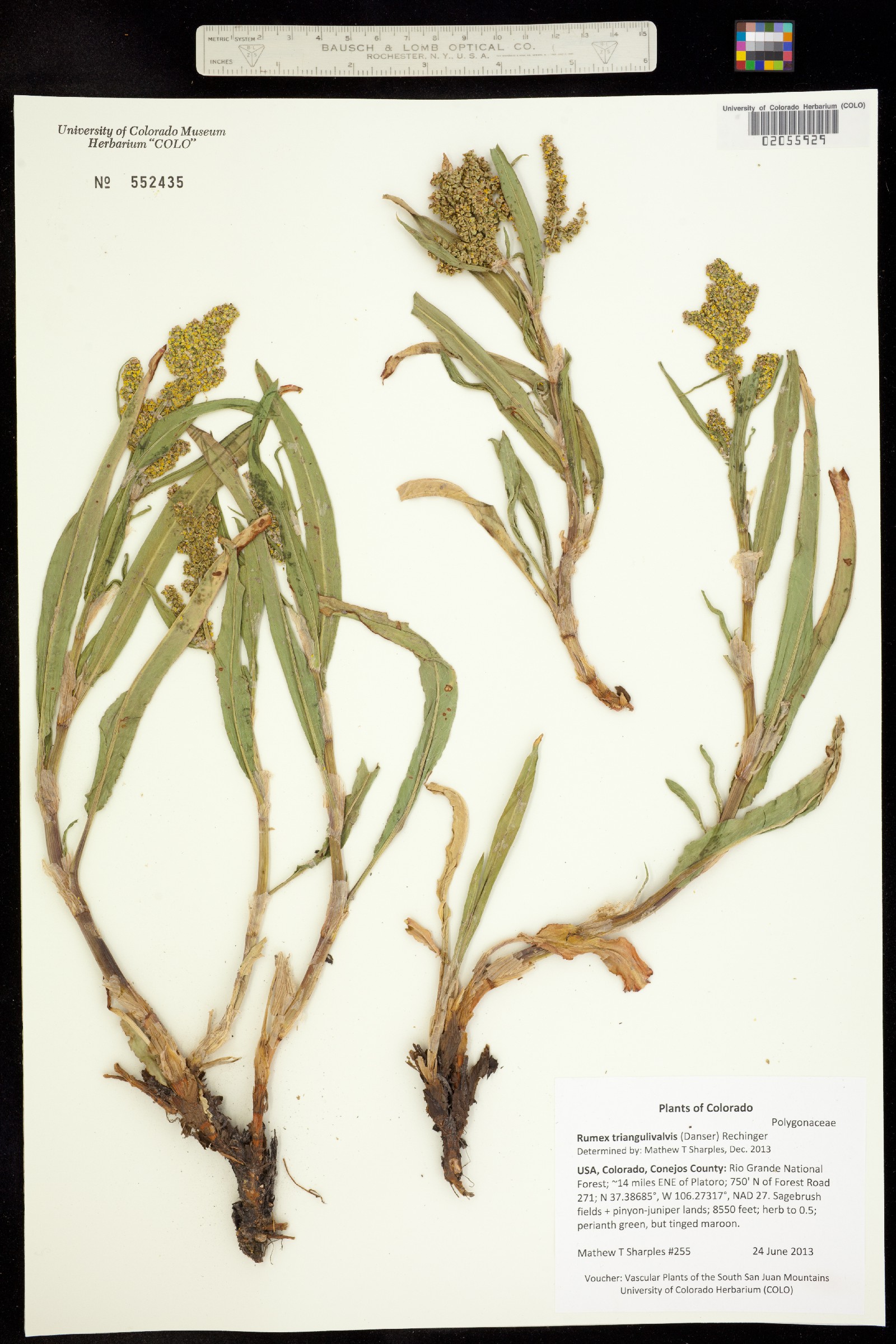 Rumex triangulivalvis image