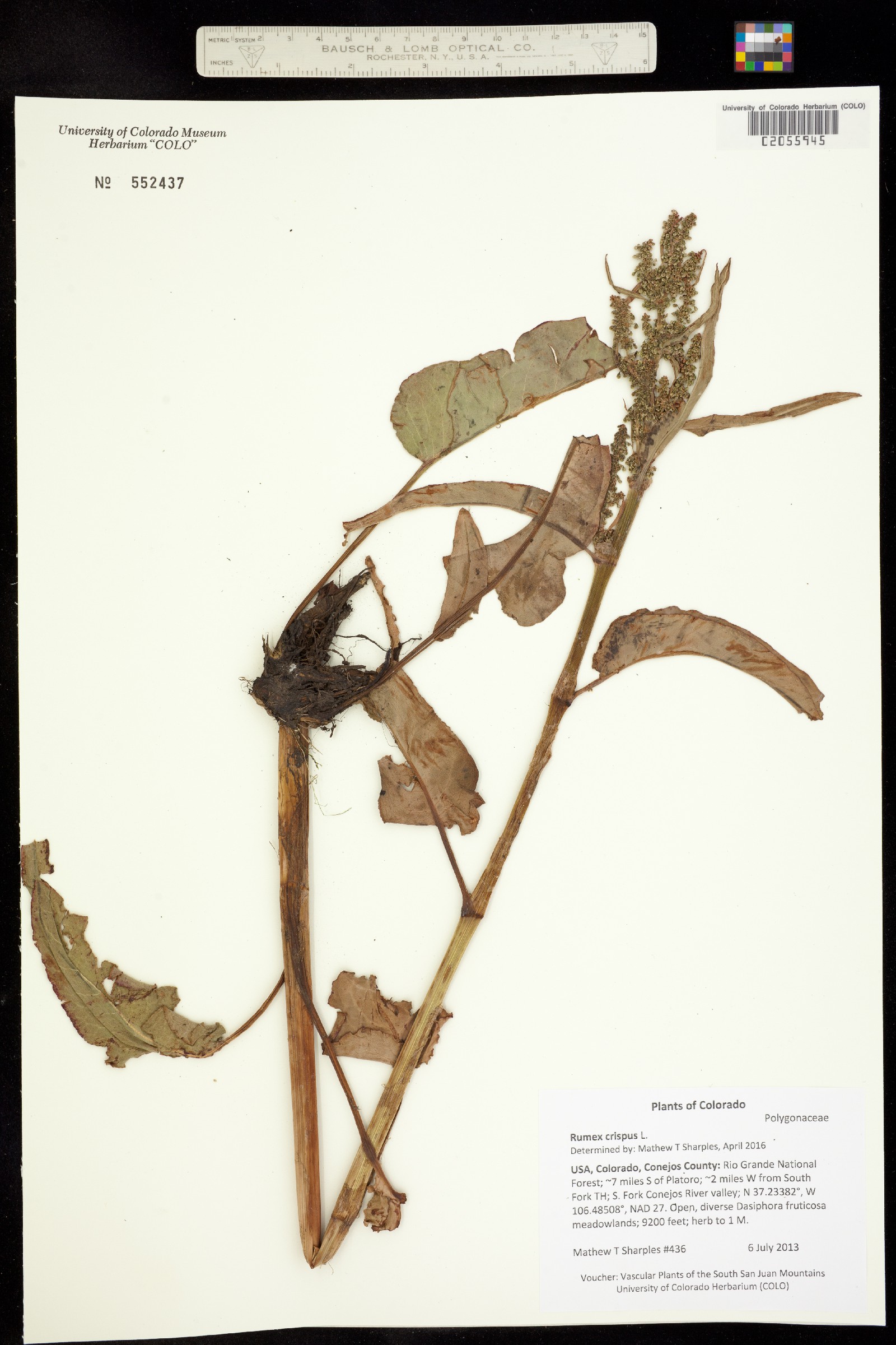 Rumex crispus image