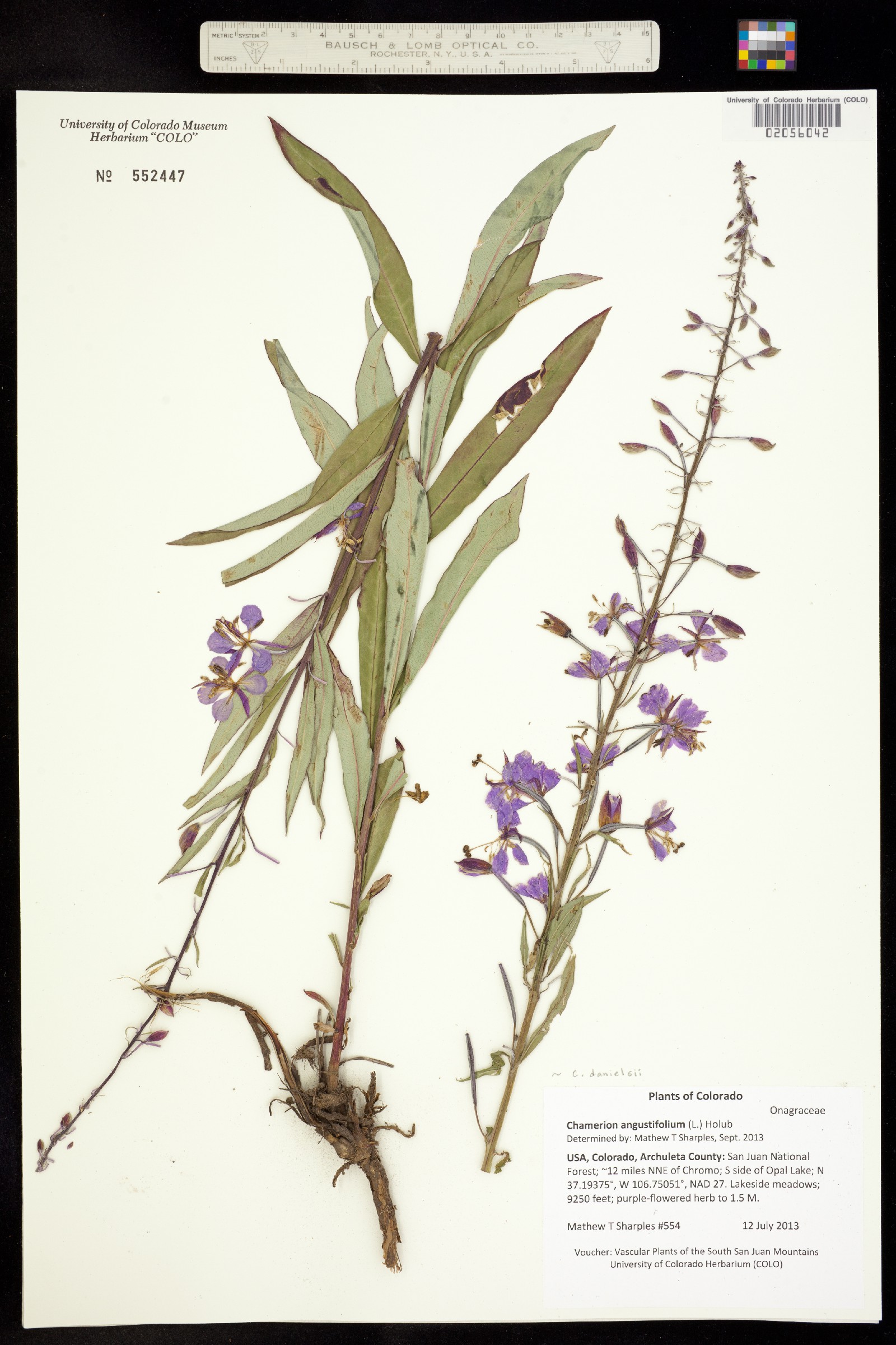 Chamerion angustifolium image