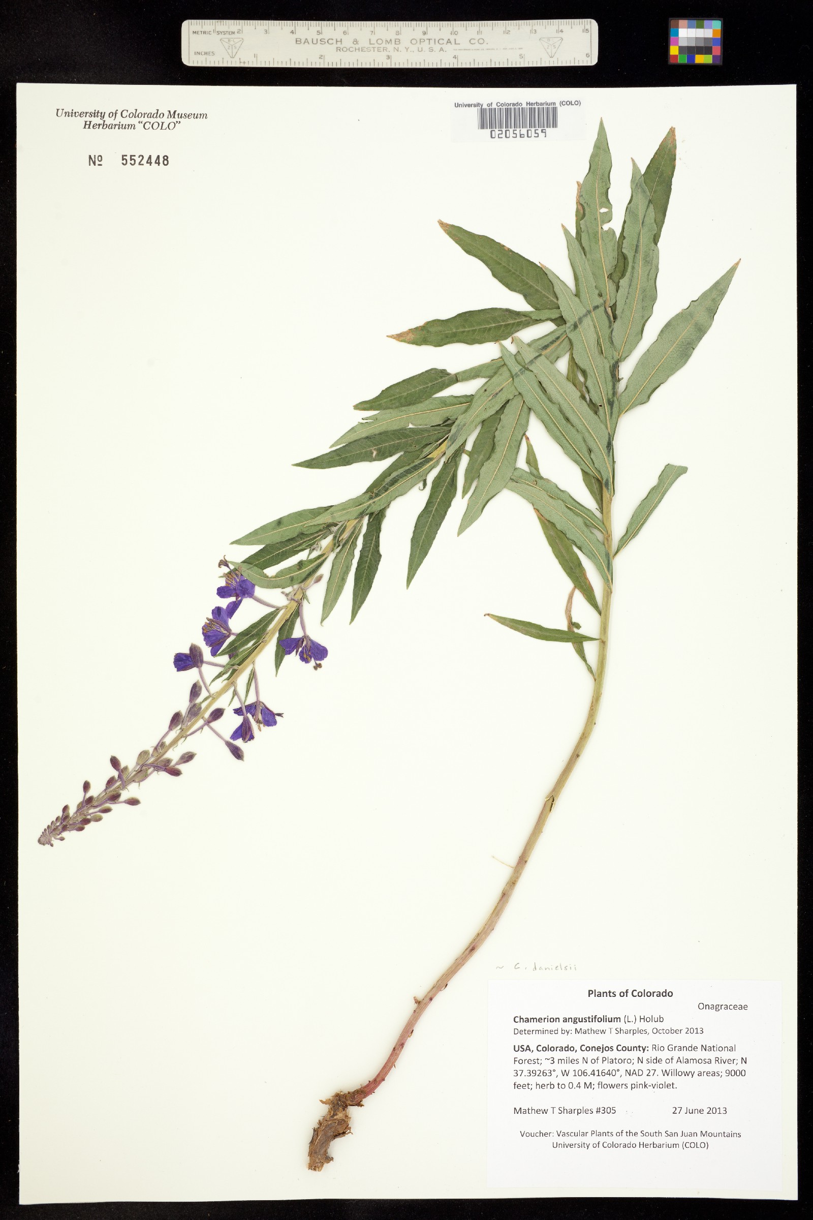 Chamerion angustifolium ssp. circumvagum image