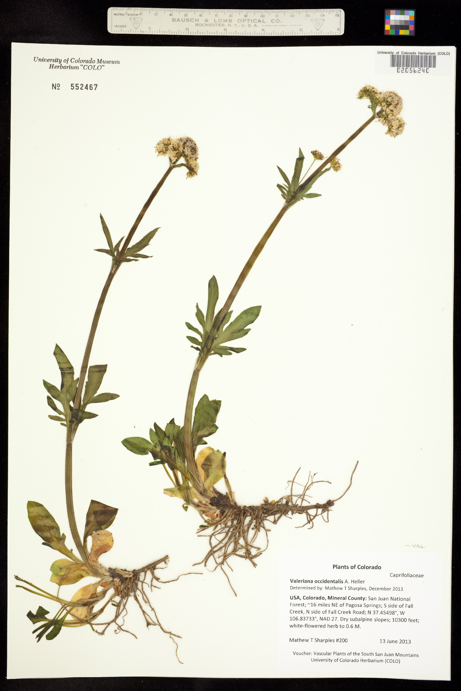 Valeriana occidentalis image