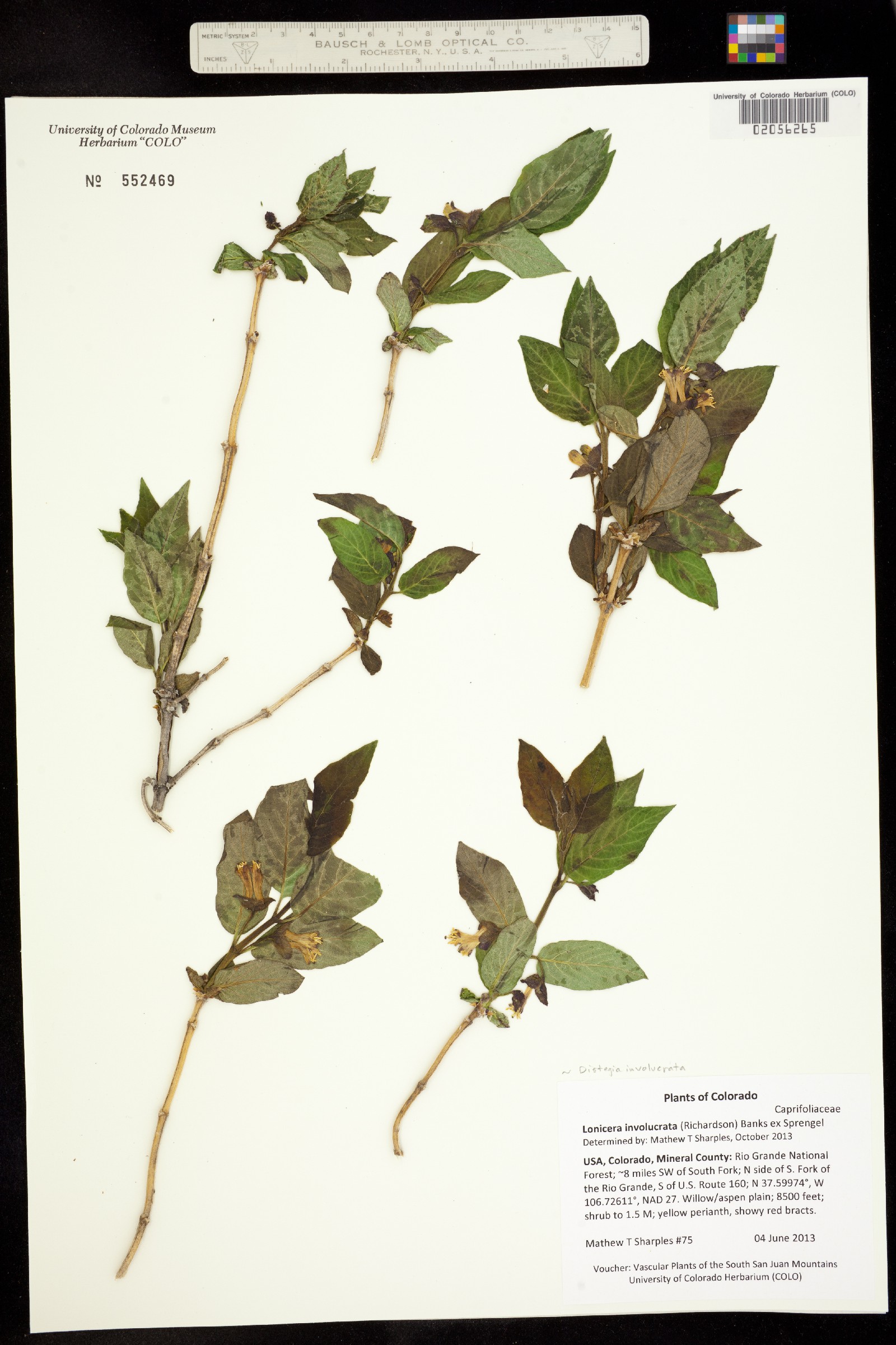 Lonicera involucrata var. involucrata image