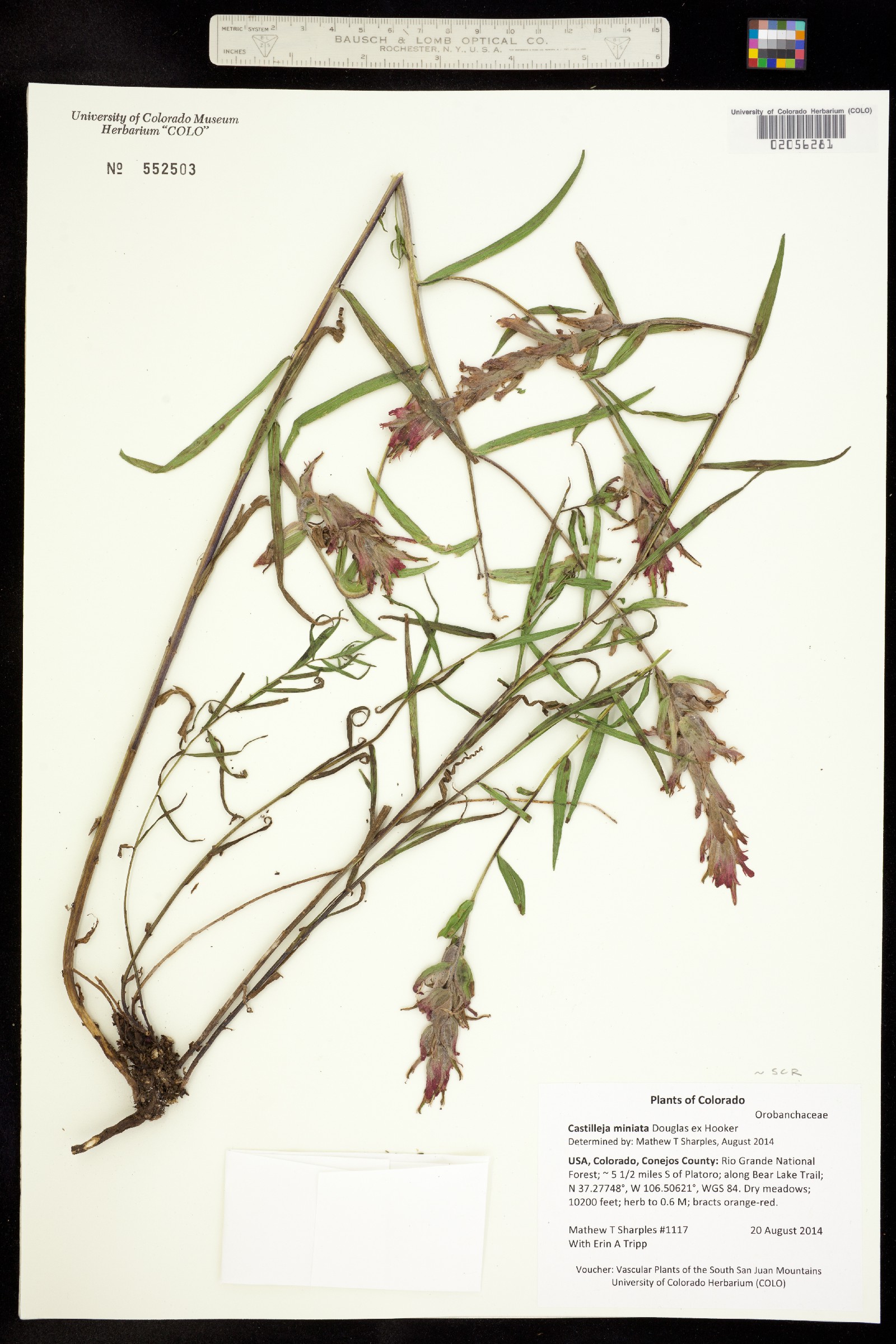 Castilleja miniata image