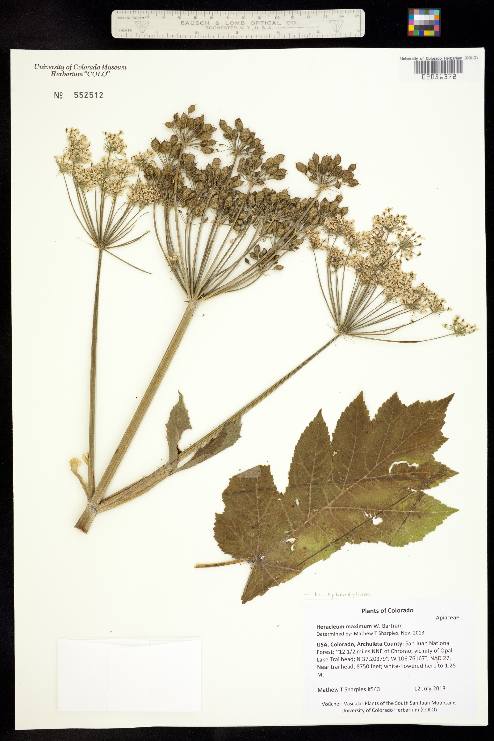 Heracleum sphondylium image