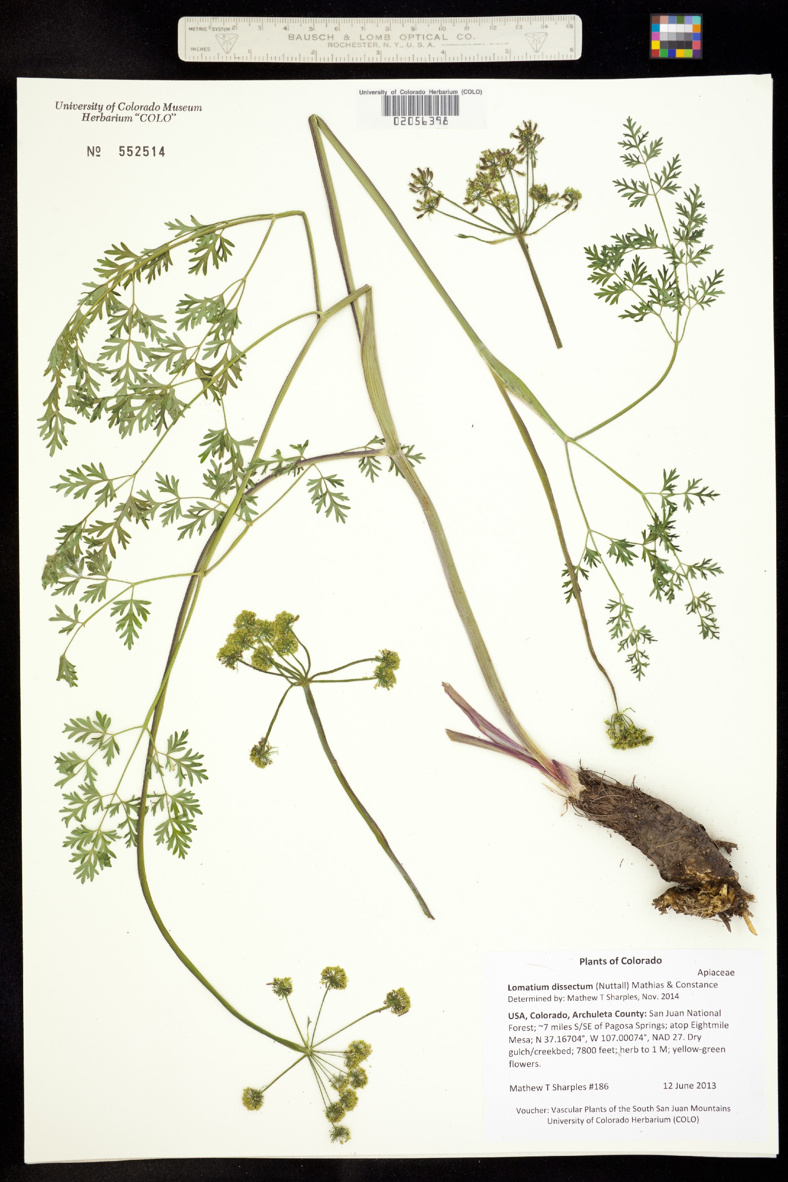 Lomatium dissectum image