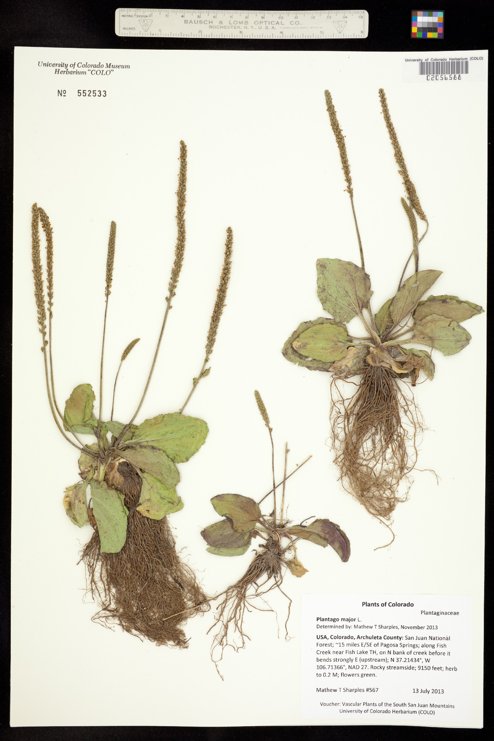 Plantago major image