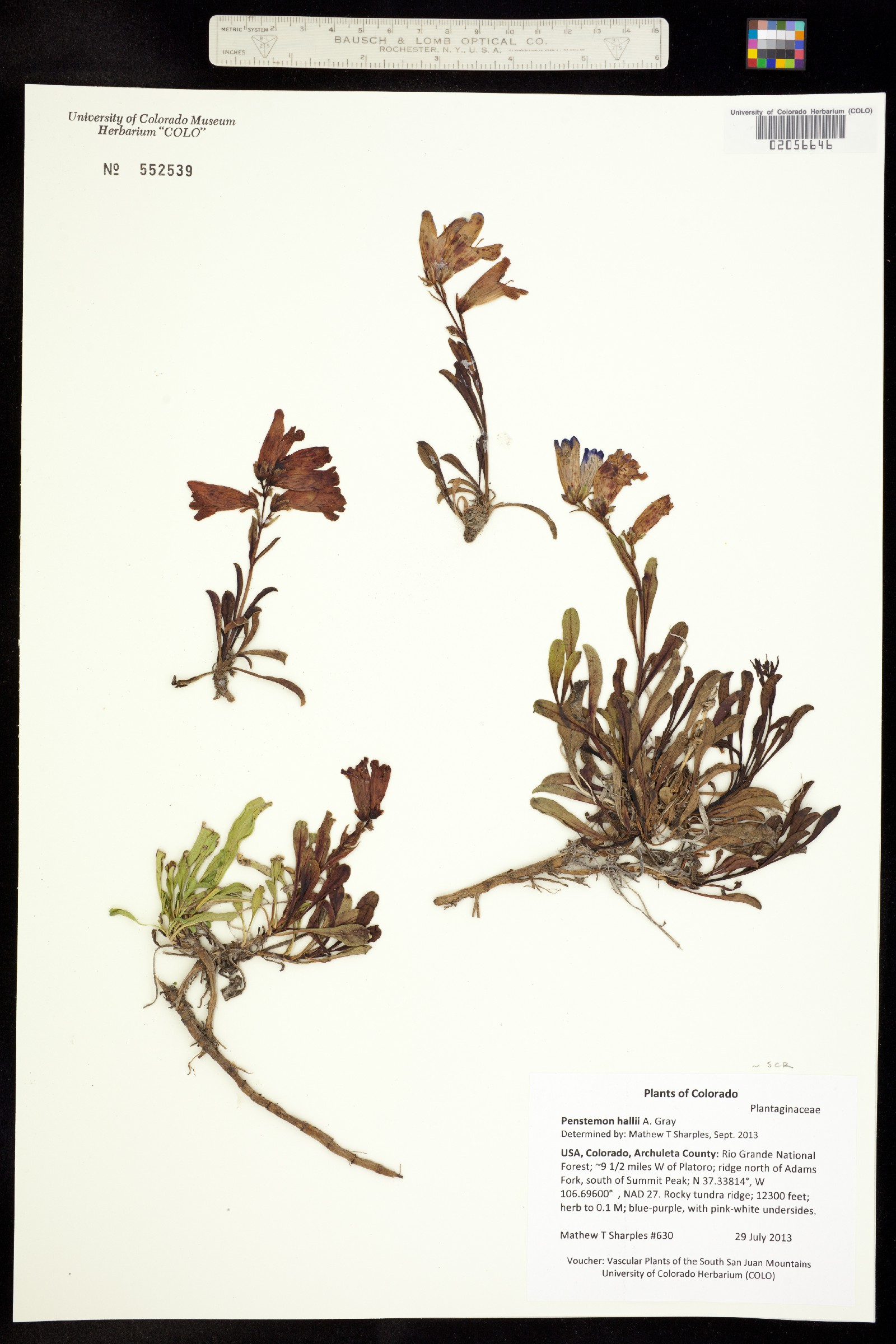 Penstemon hallii image