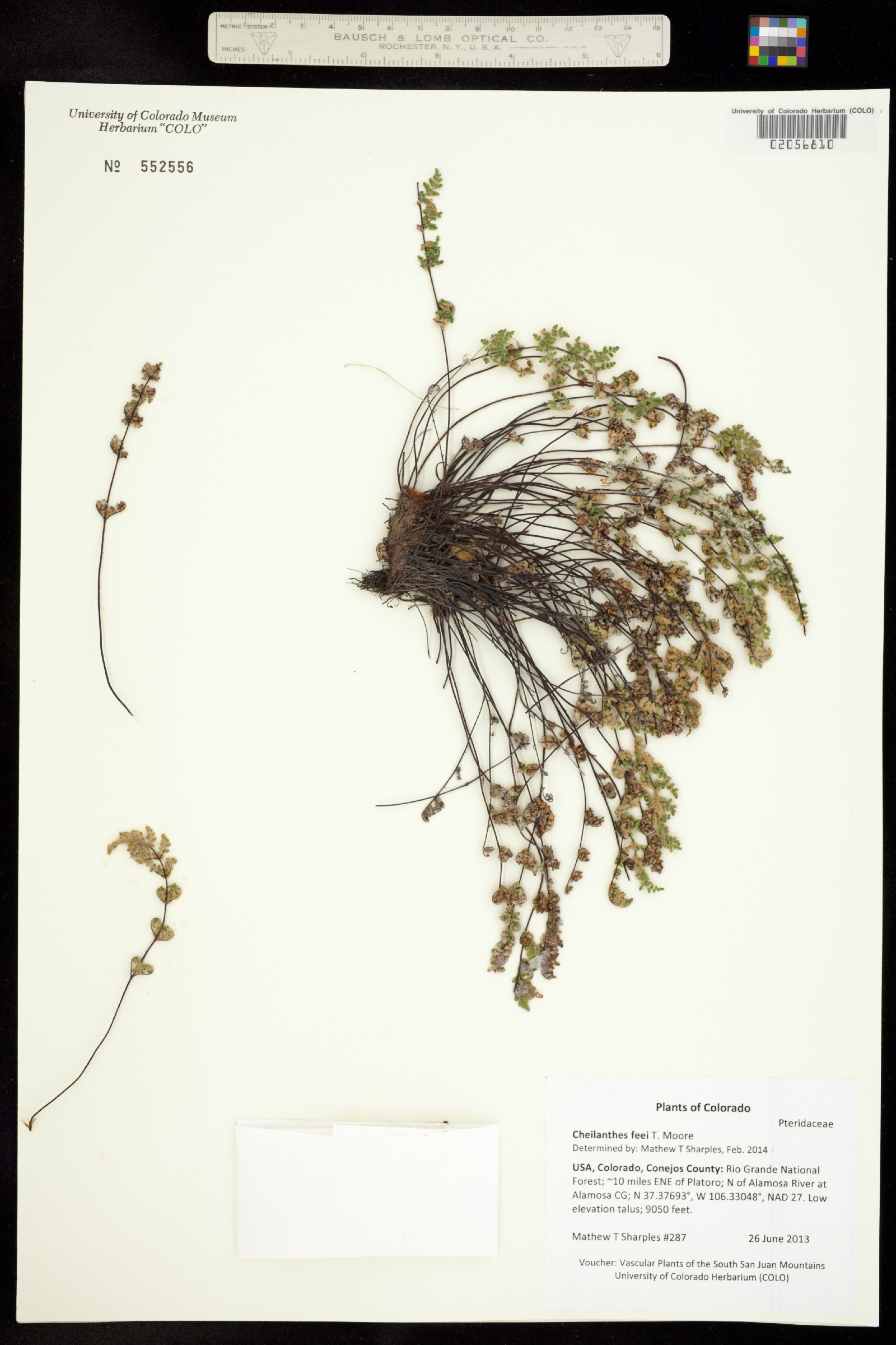 Cheilanthes féei image