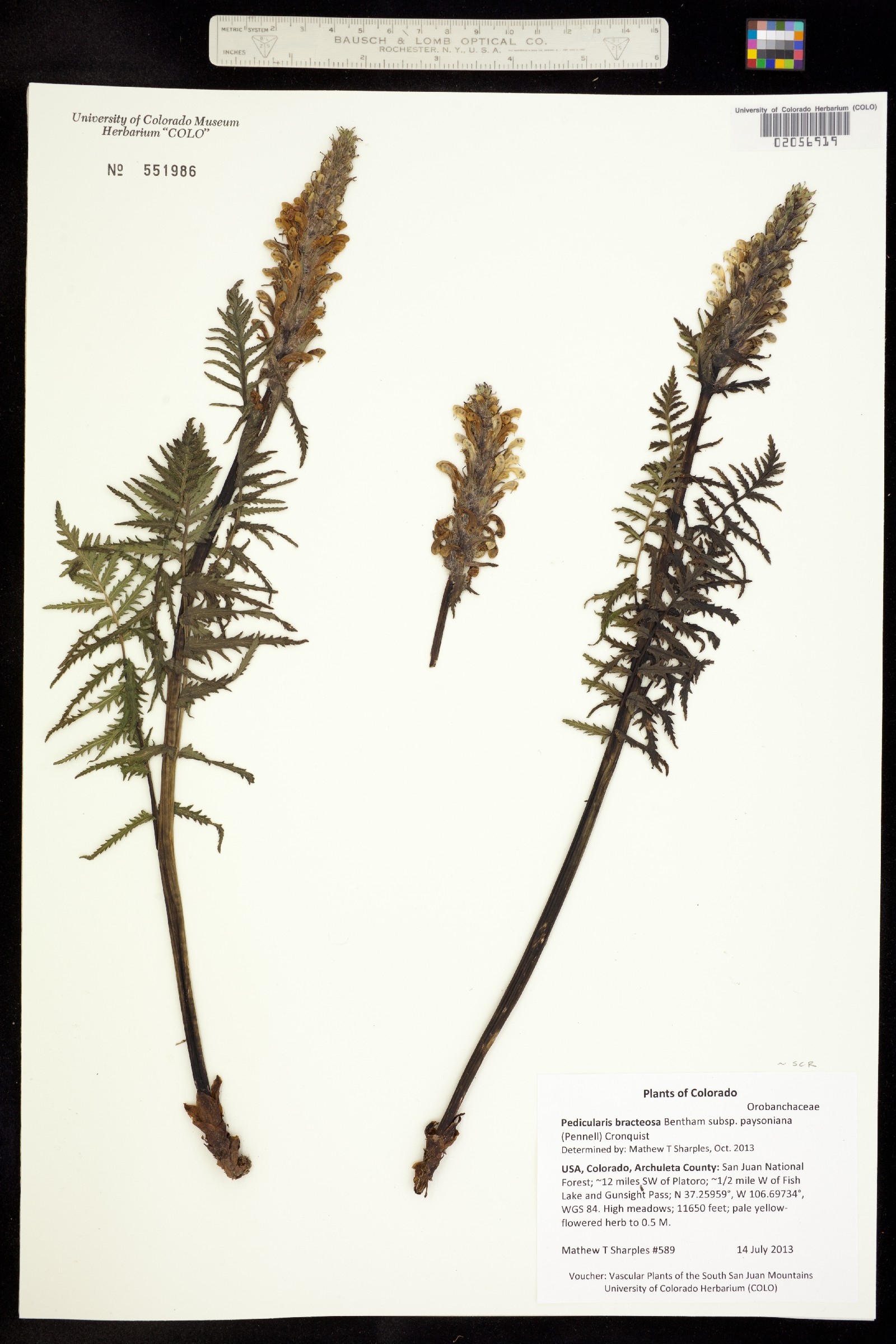 Pedicularis bracteosa image