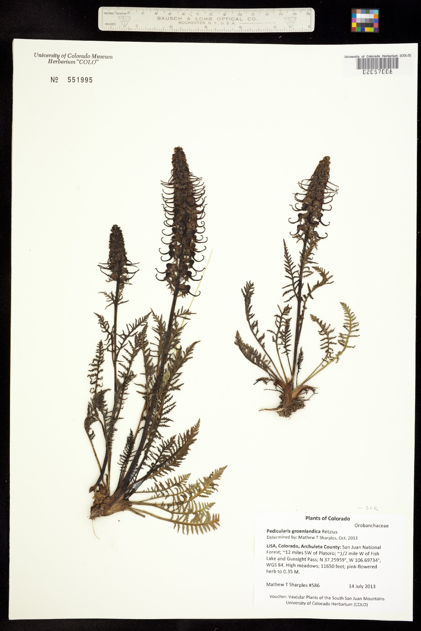 Pedicularis groenlandica image