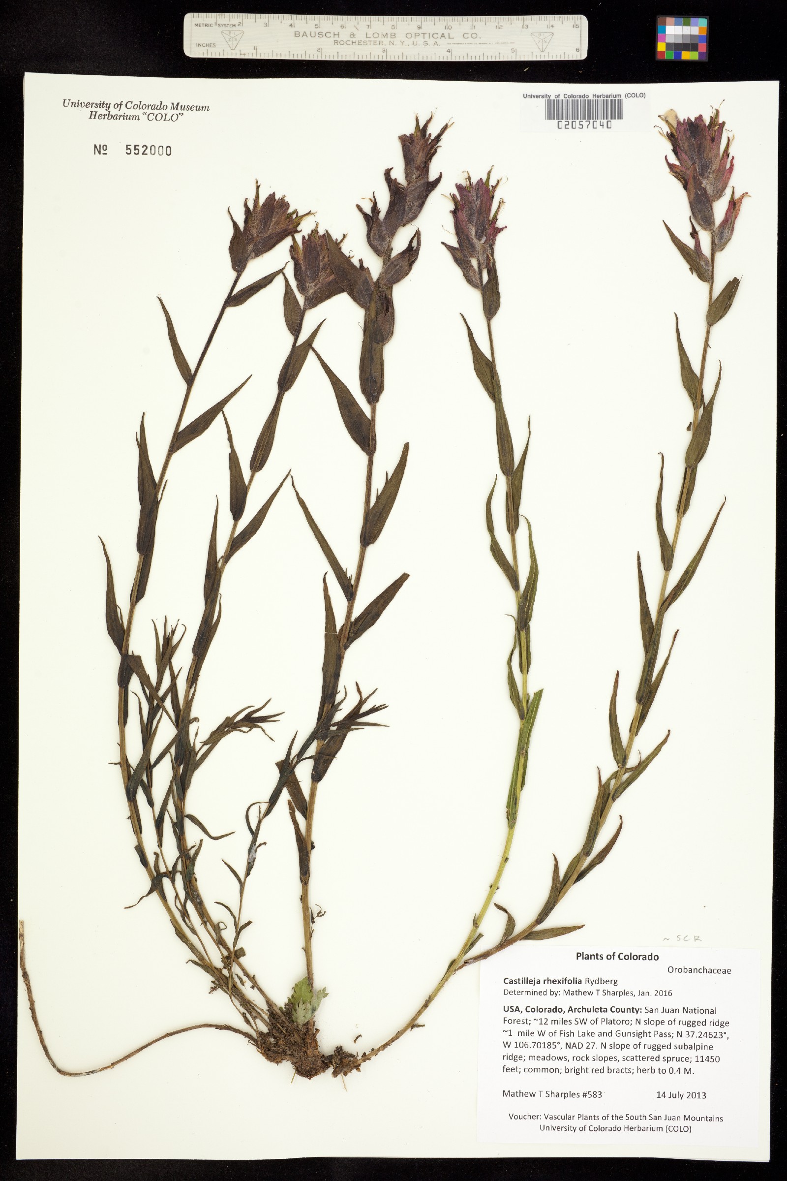 Castilleja rhexifolia image