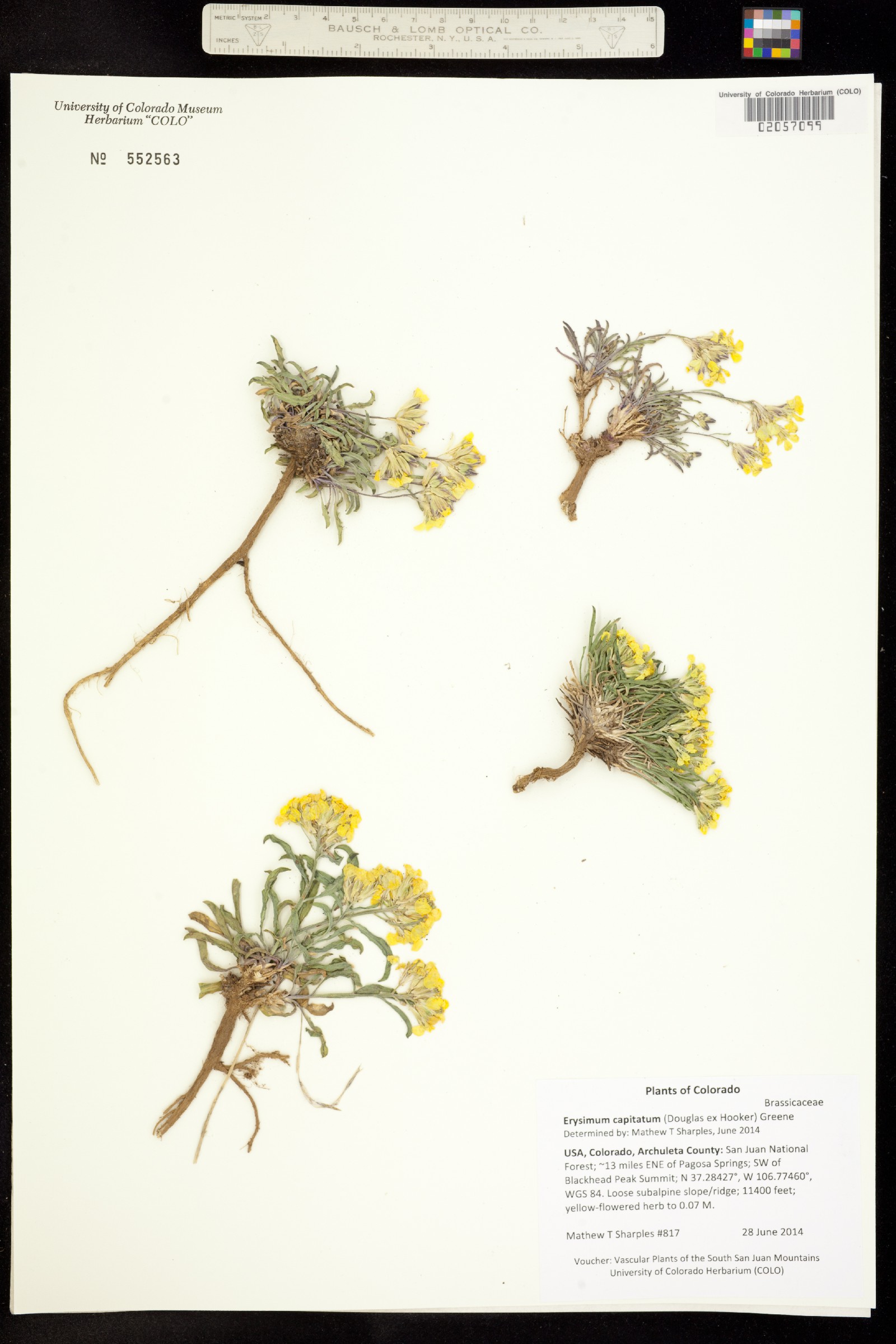Erysimum capitatum image