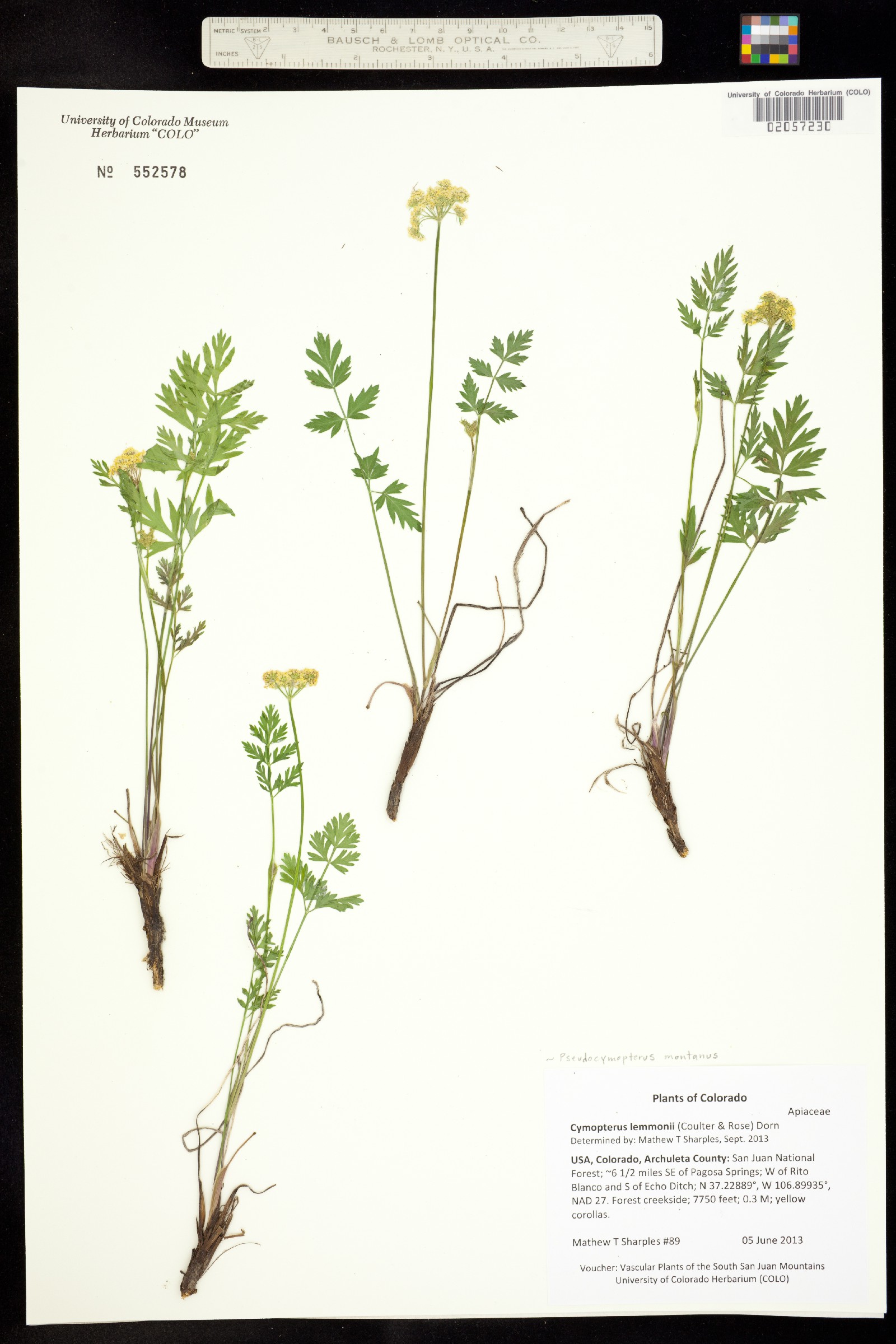Pseudocymopterus montanus image