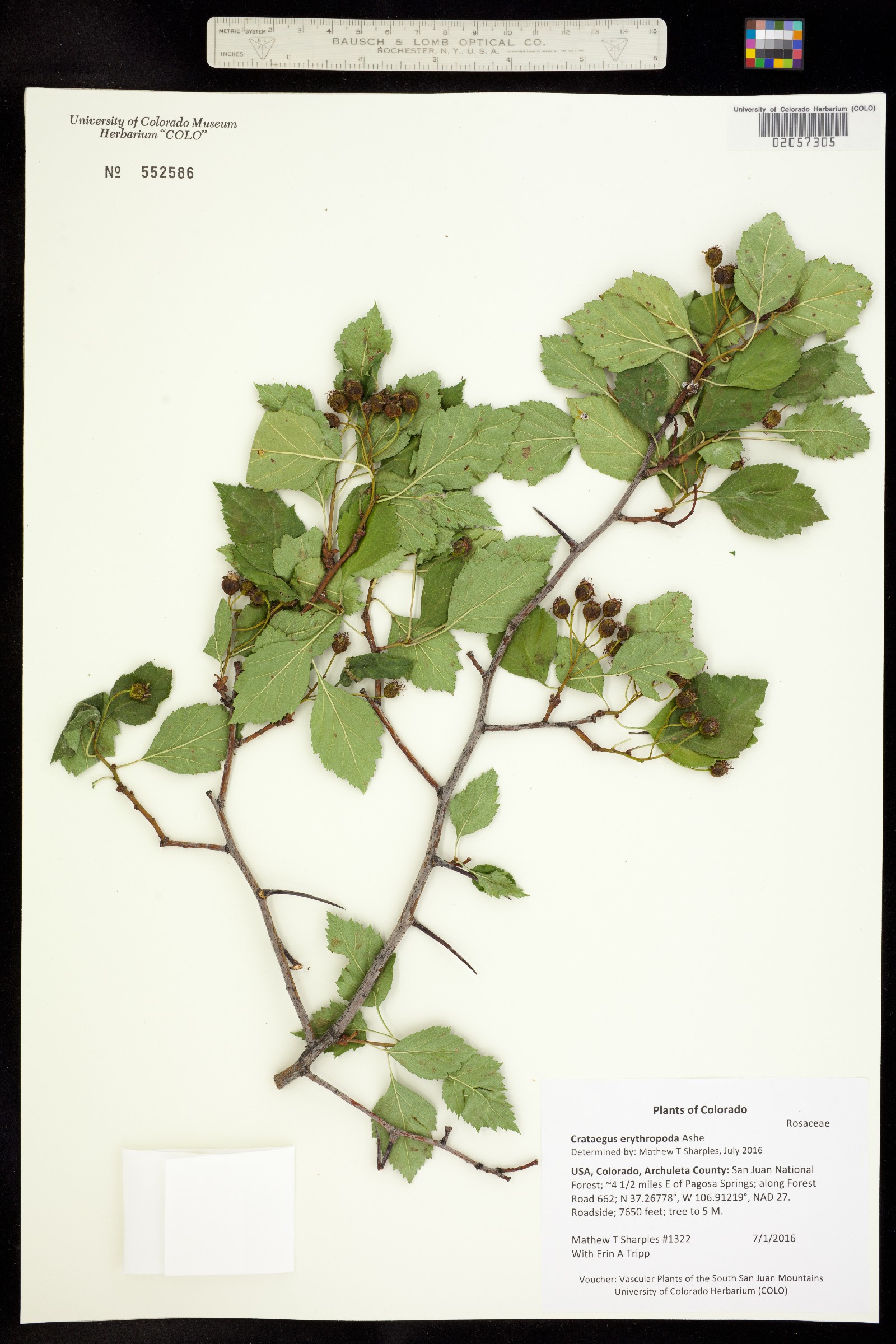 Crataegus erythropoda image