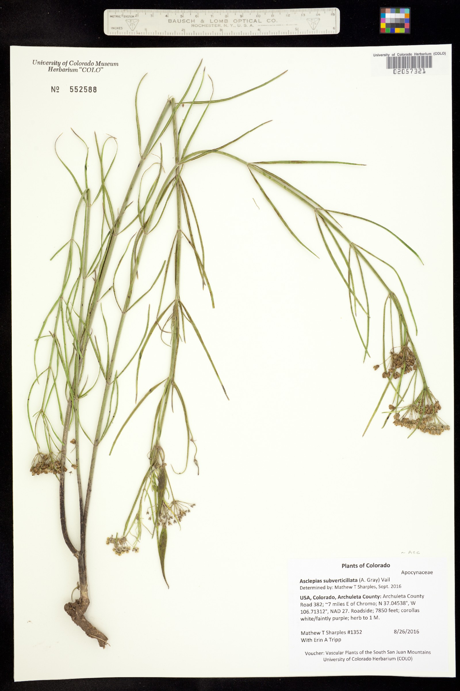 Asclepias subverticillata image