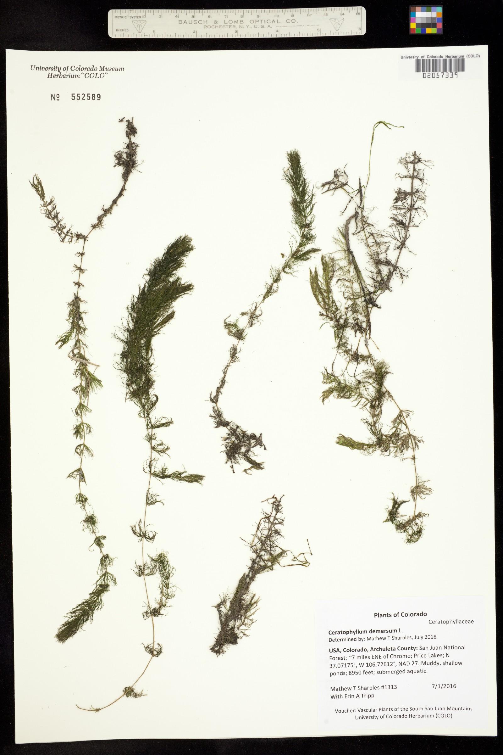 Ceratophyllum demersum image