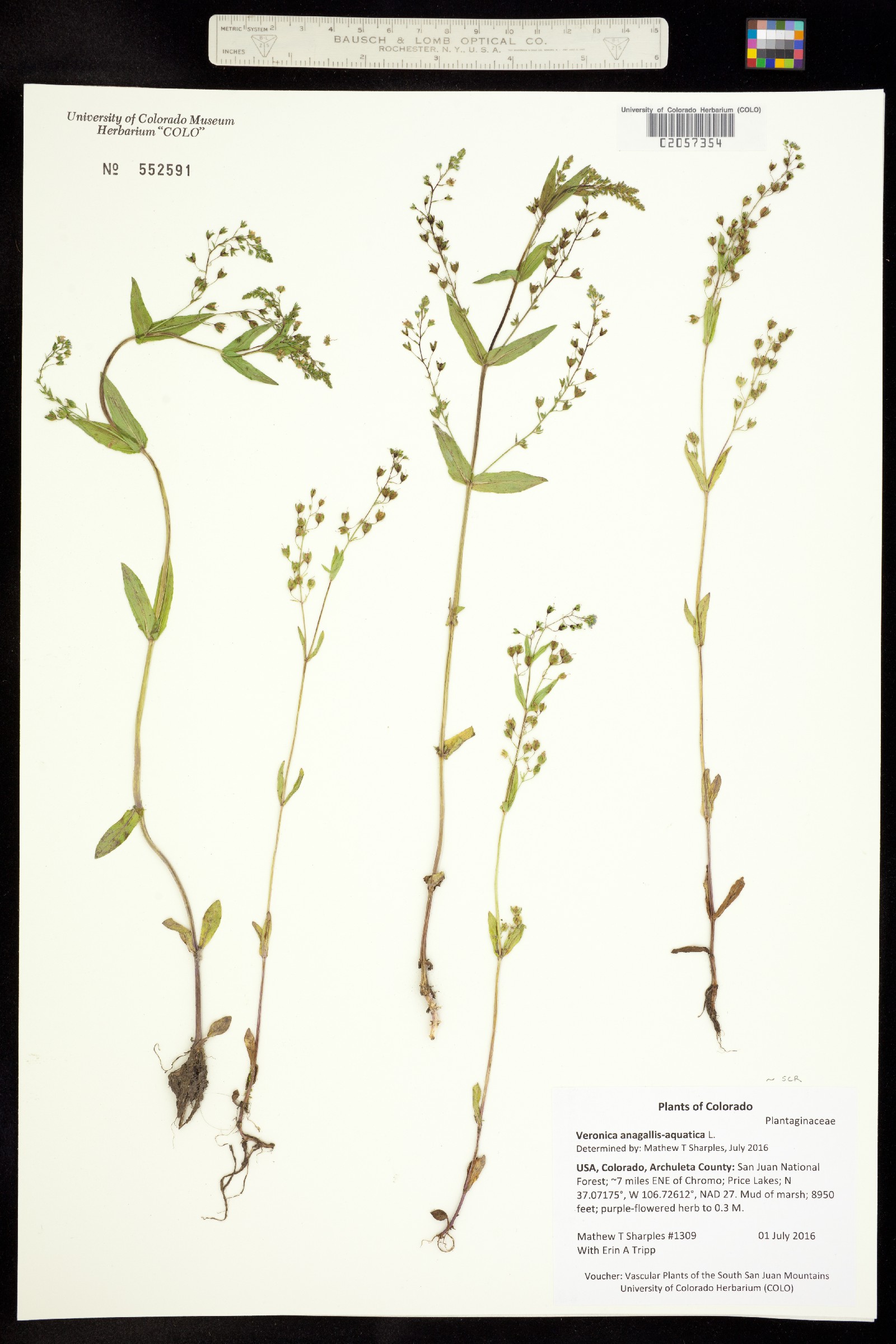 Veronica anagallis-aquatica image