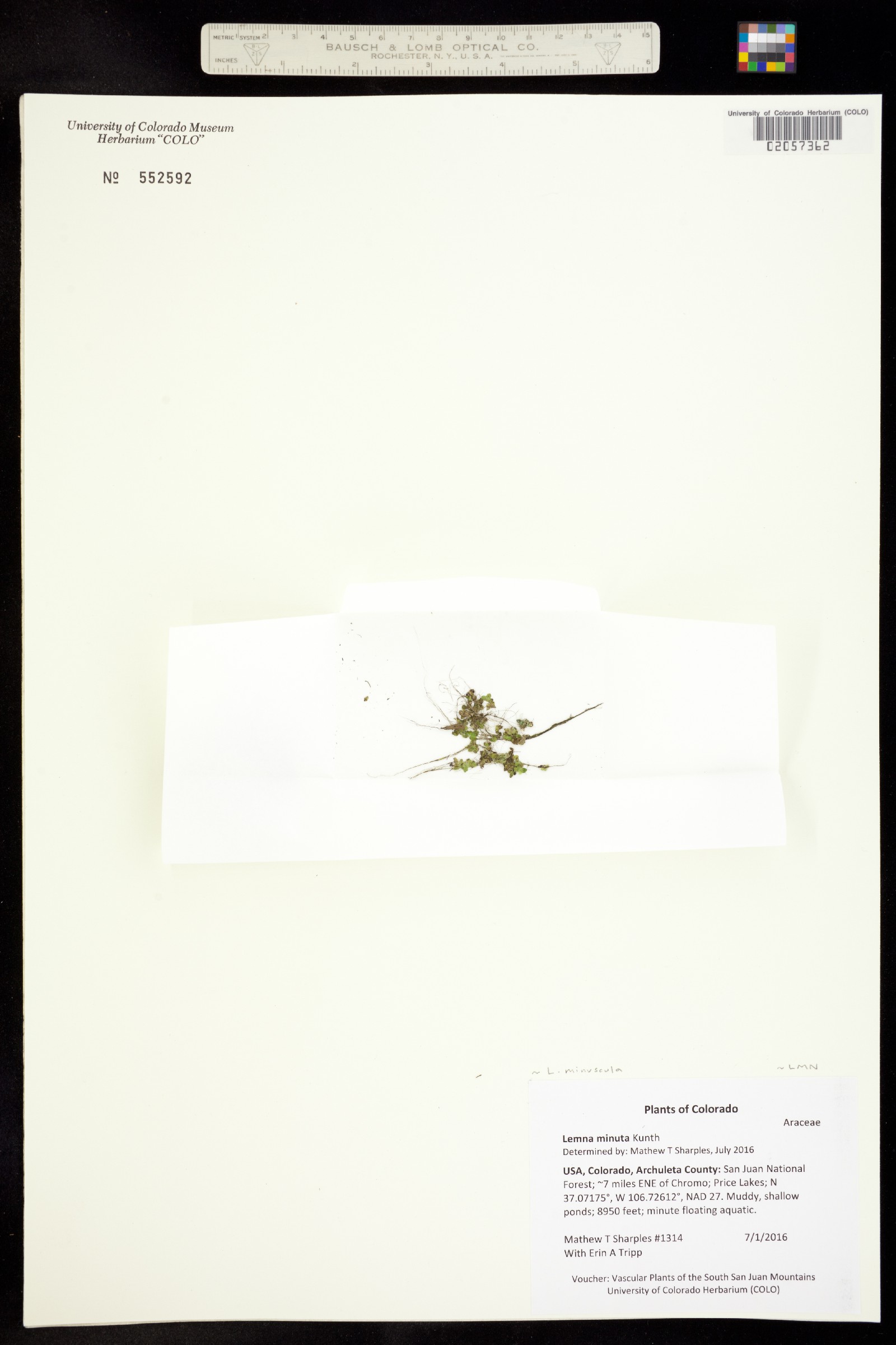 Lemna minuta image