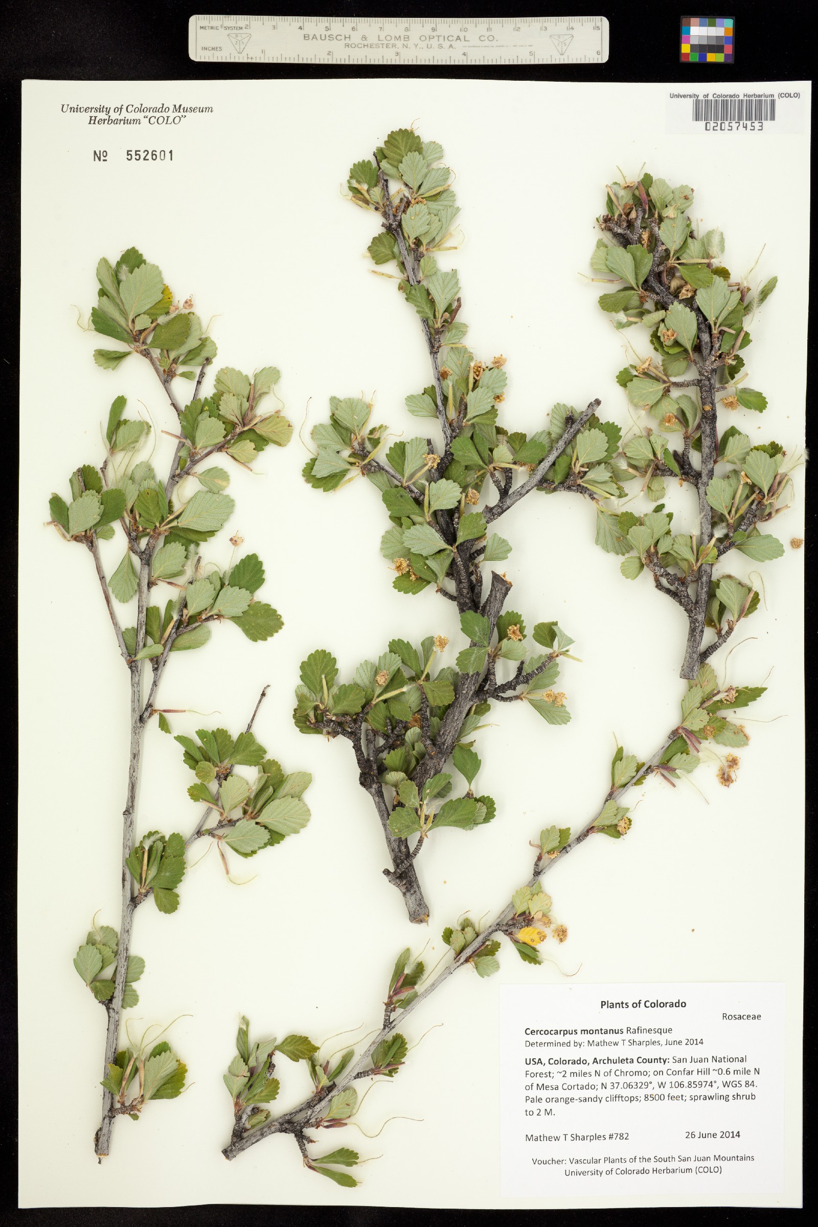Cercocarpus montanus image