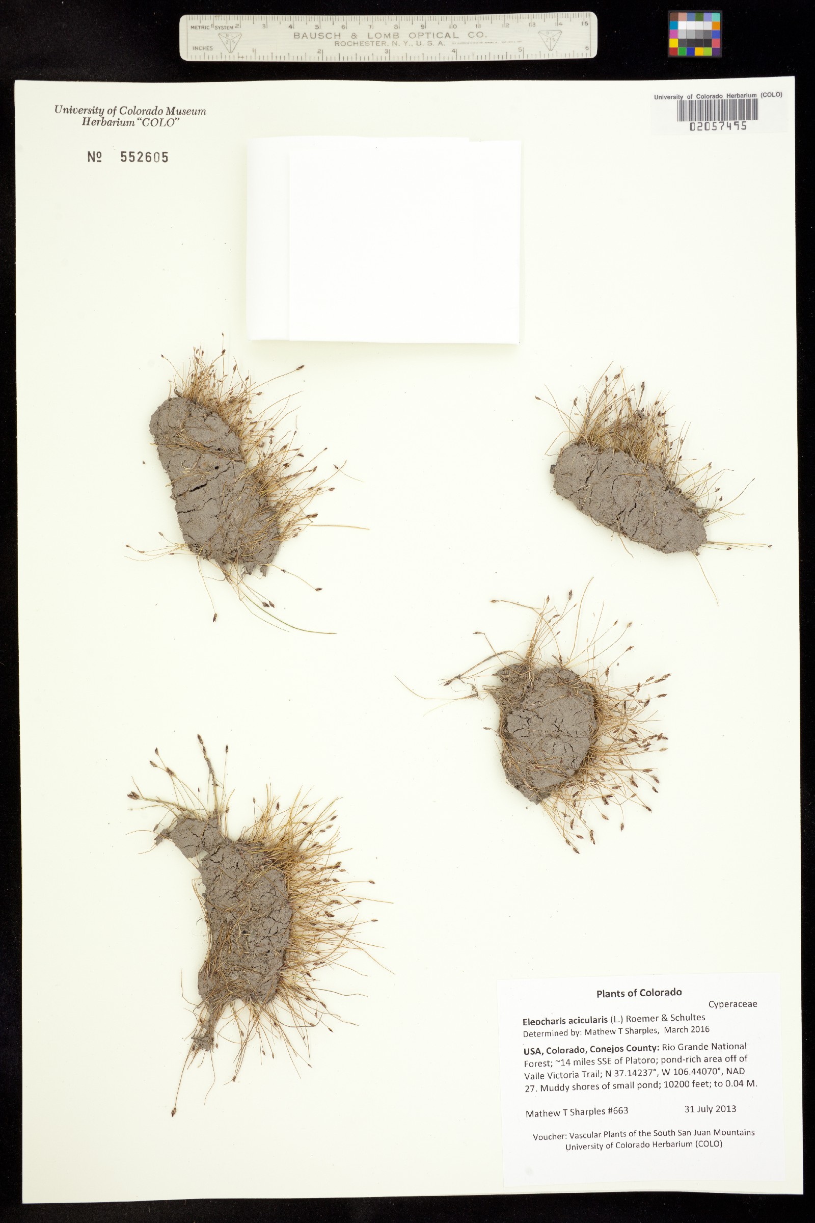 Eleocharis acicularis image
