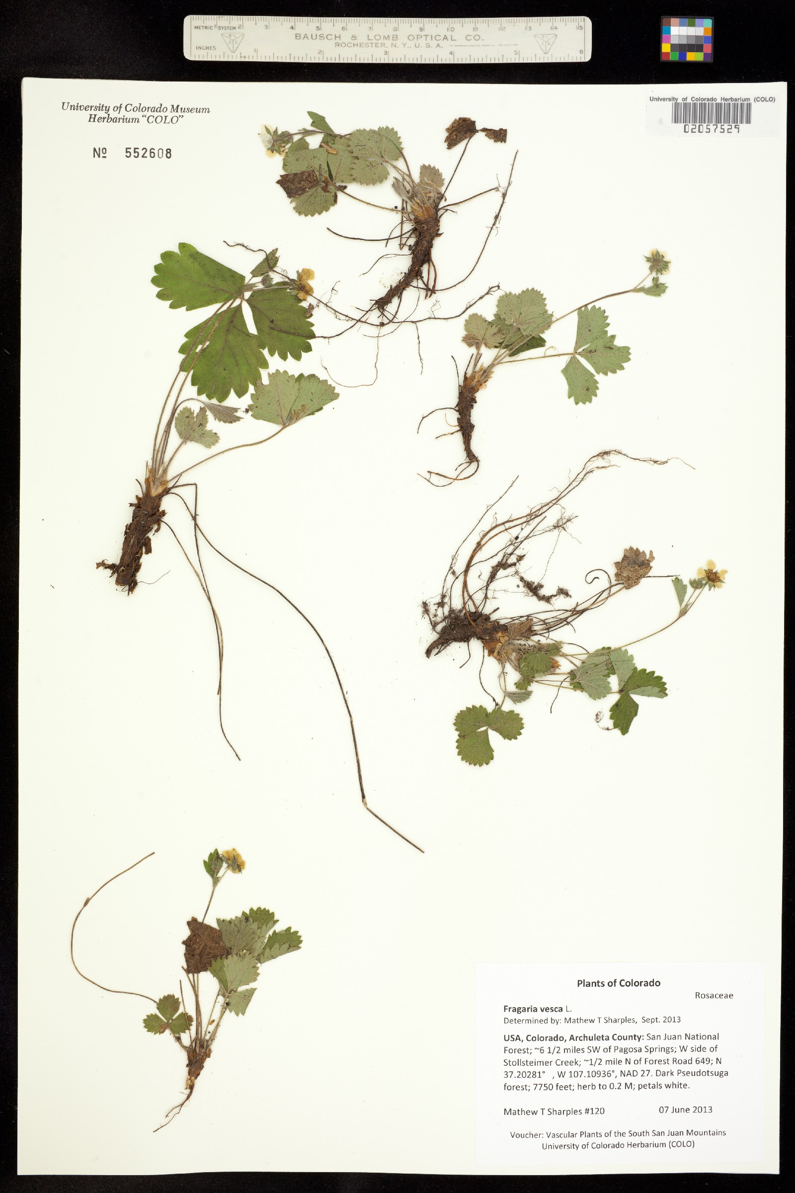 Fragaria vesca image