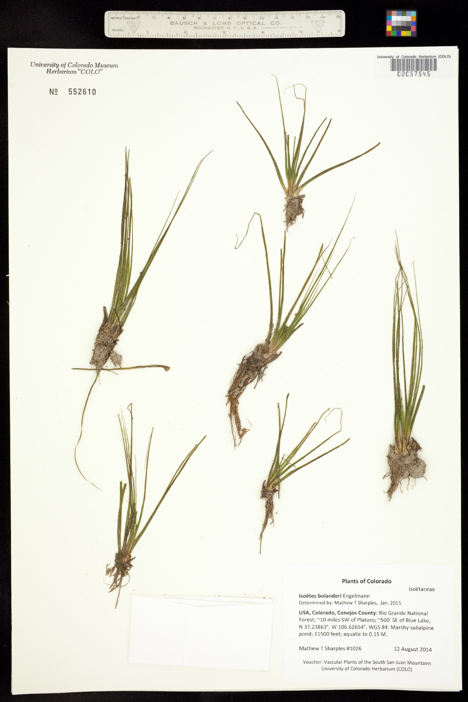 Isoëtes bolanderi image