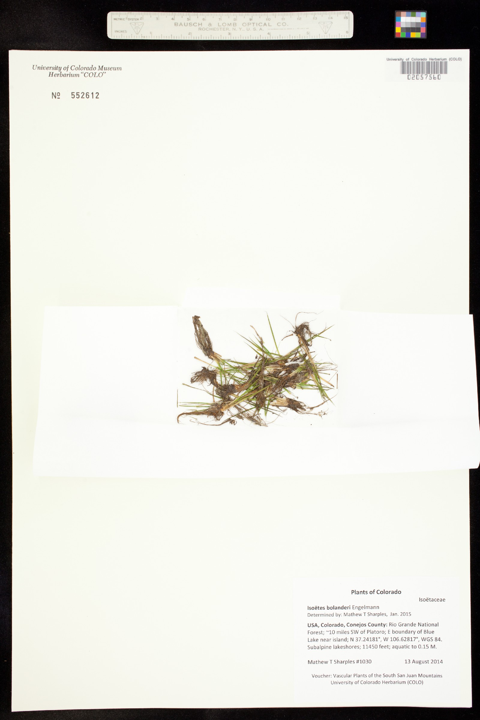 Isoëtes bolanderi image