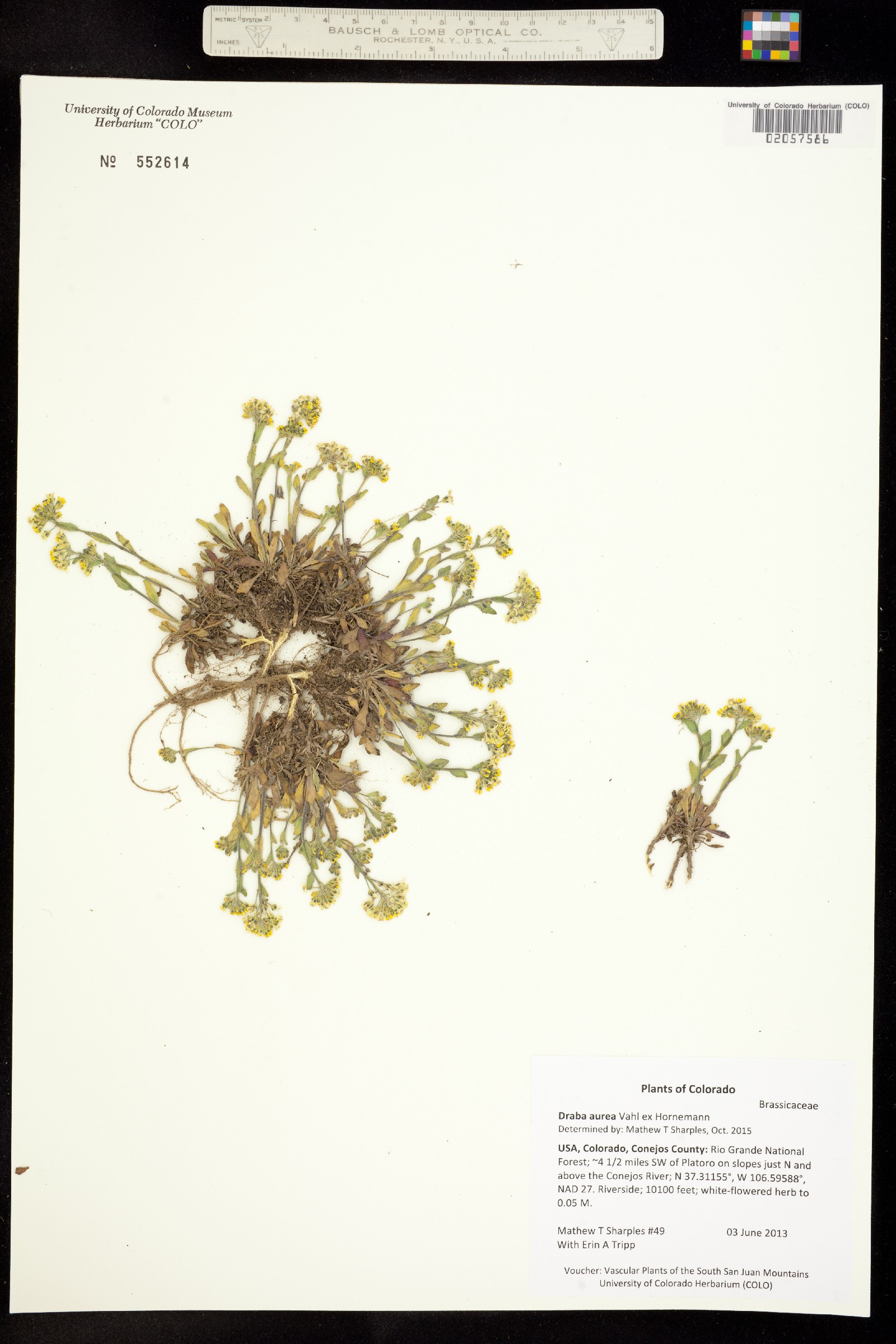 Draba aurea image