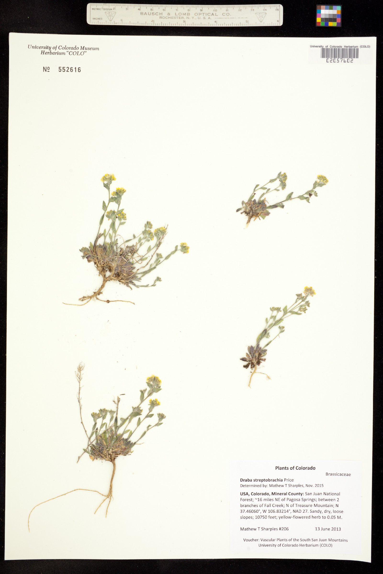 Draba streptobrachia image