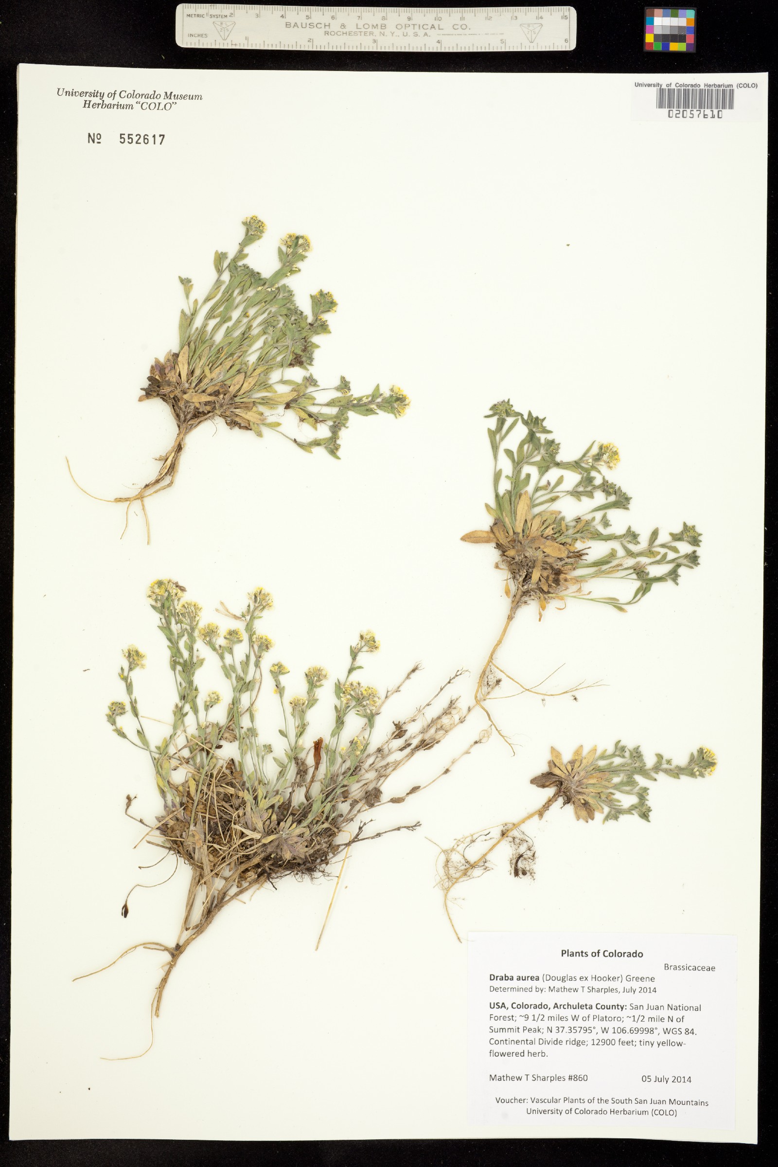 Draba aurea image
