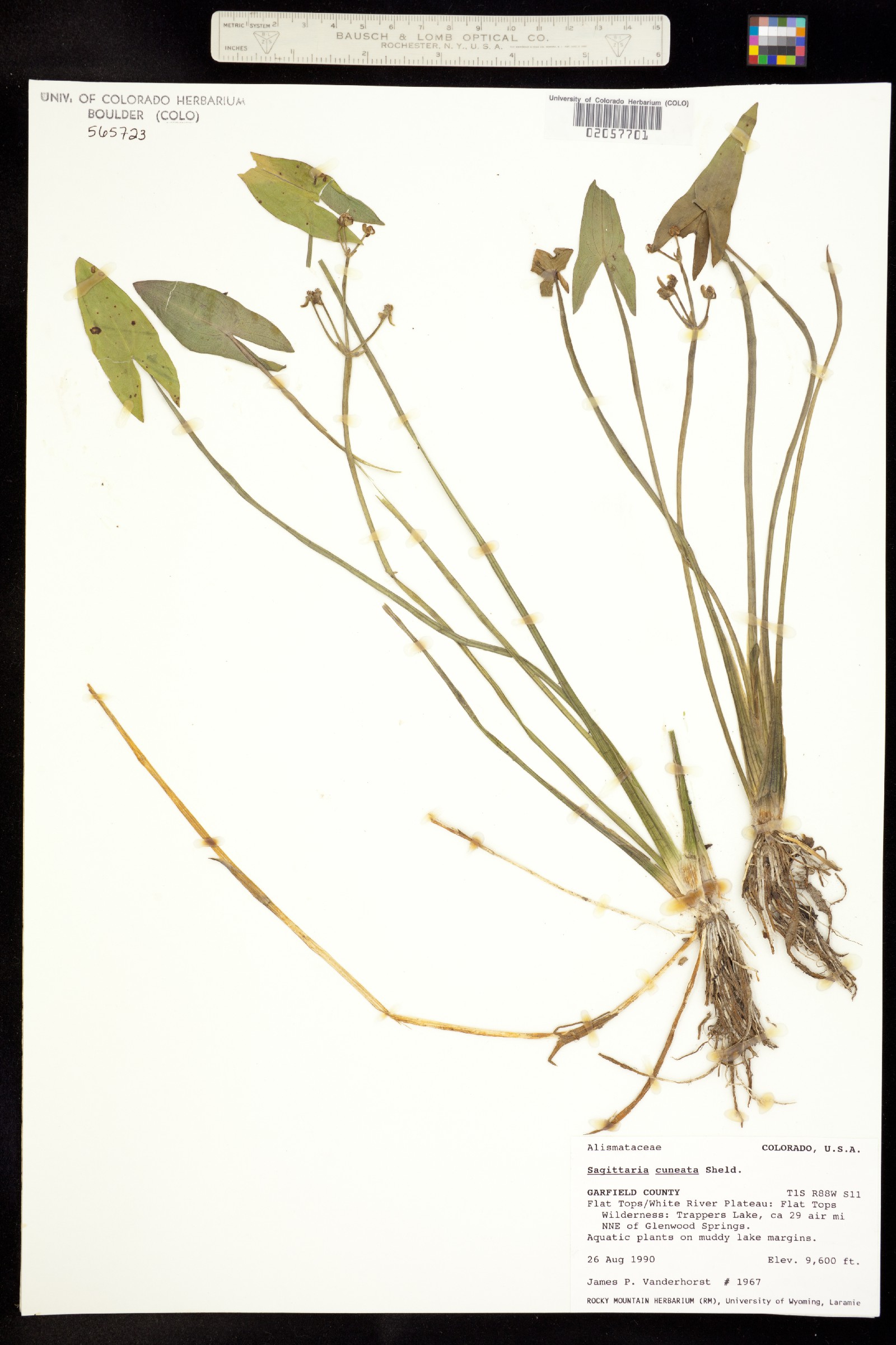 Sagittaria cuneata image