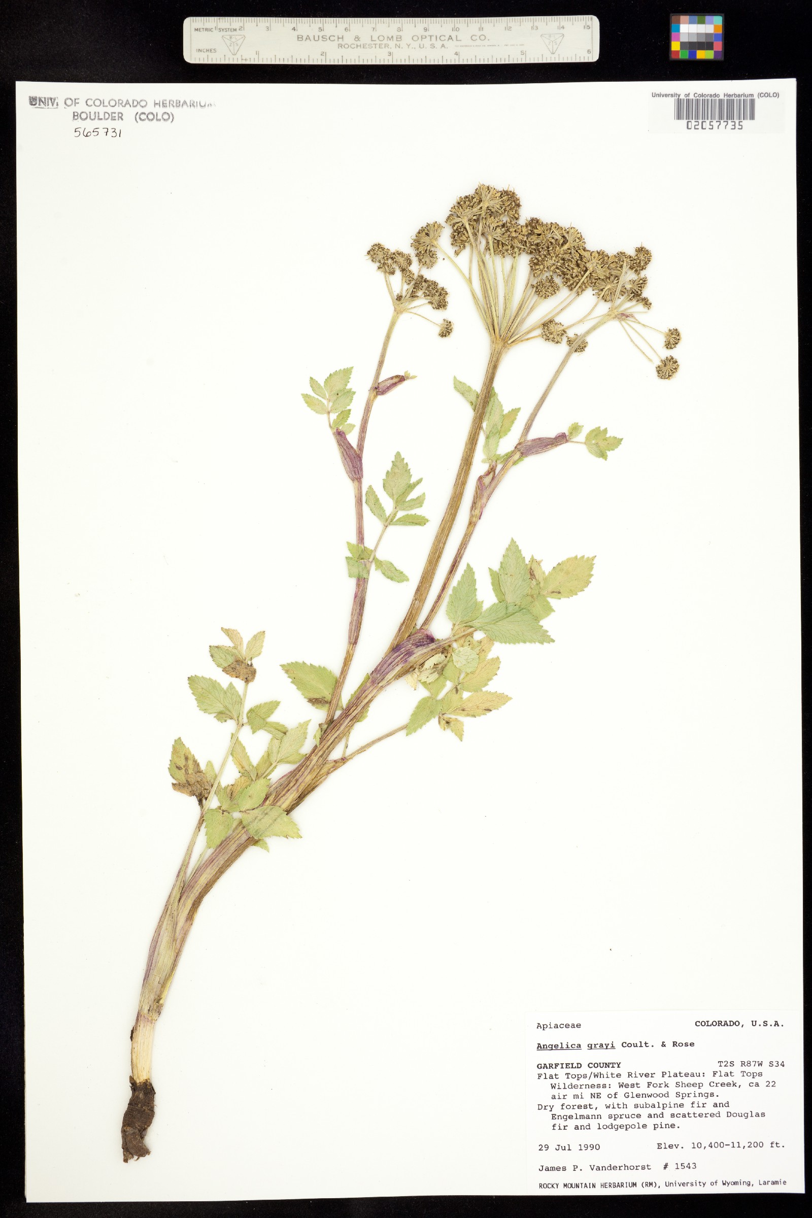 Angelica grayi image