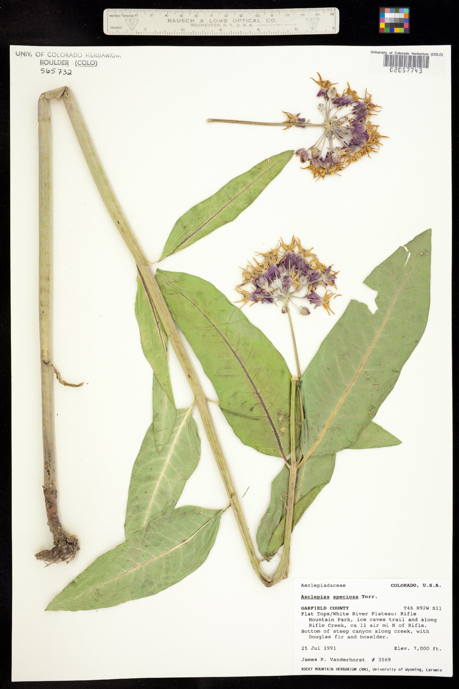 Asclepias speciosa image