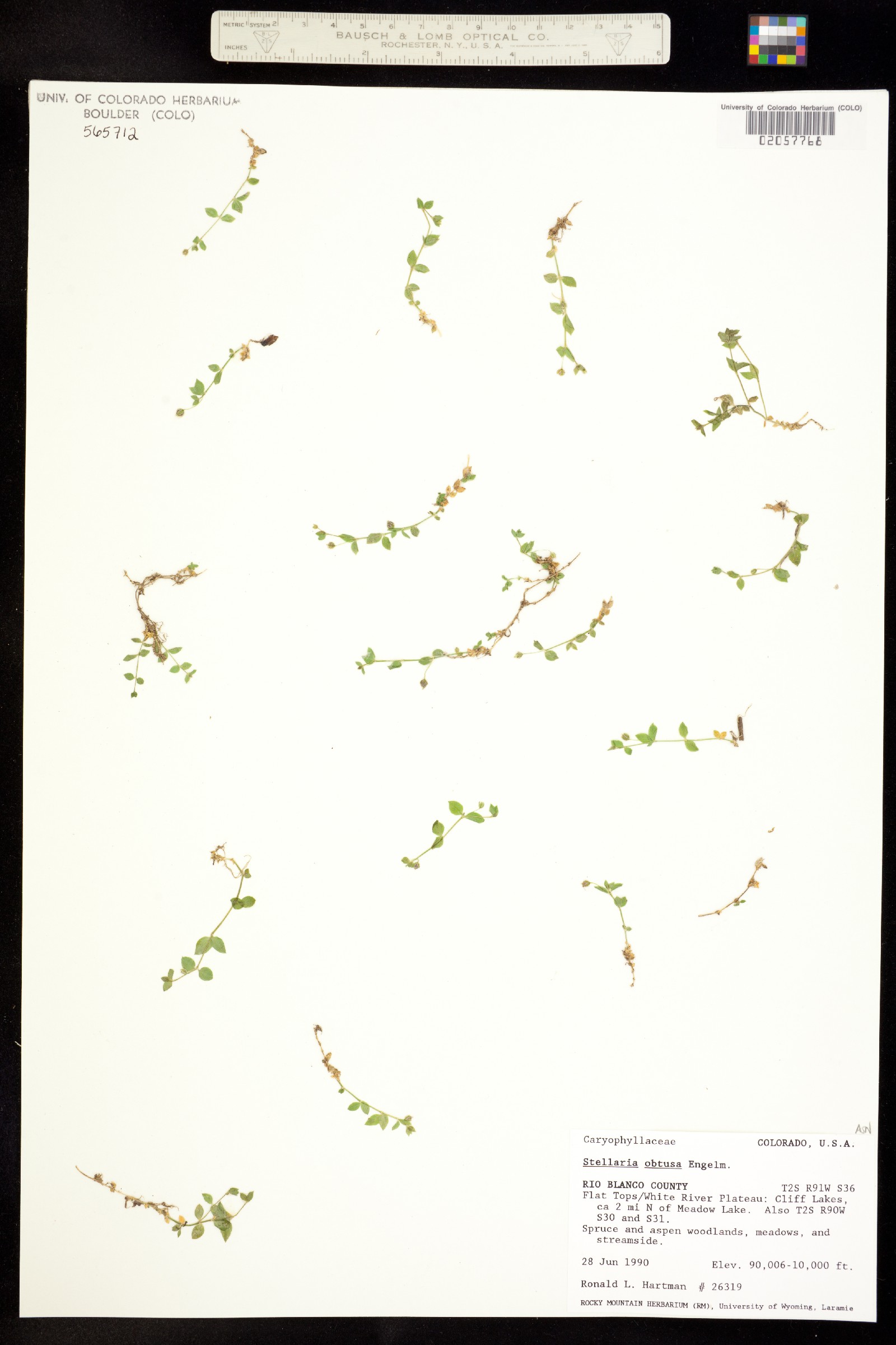 Stellaria obtusa image