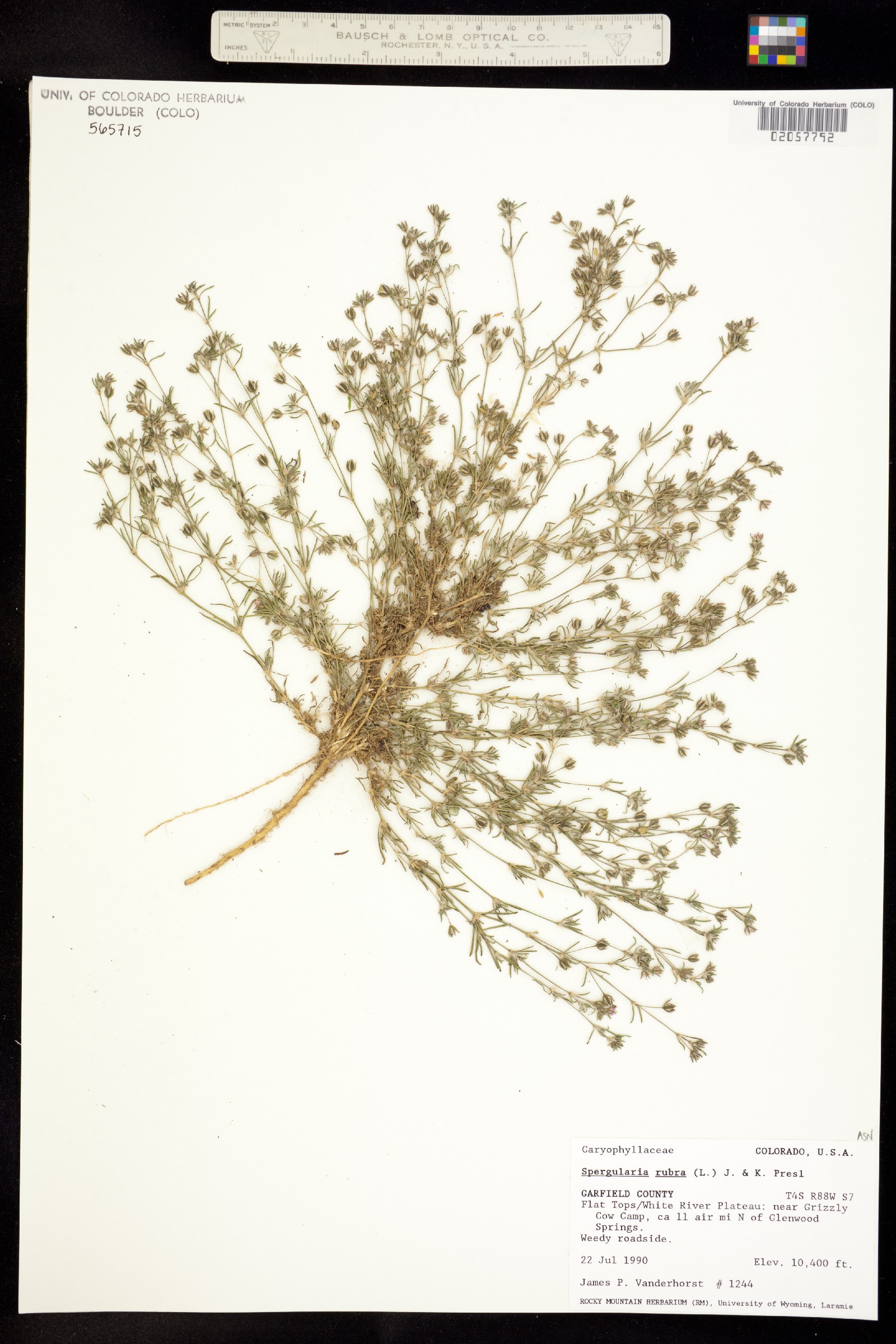 Spergularia rubra image