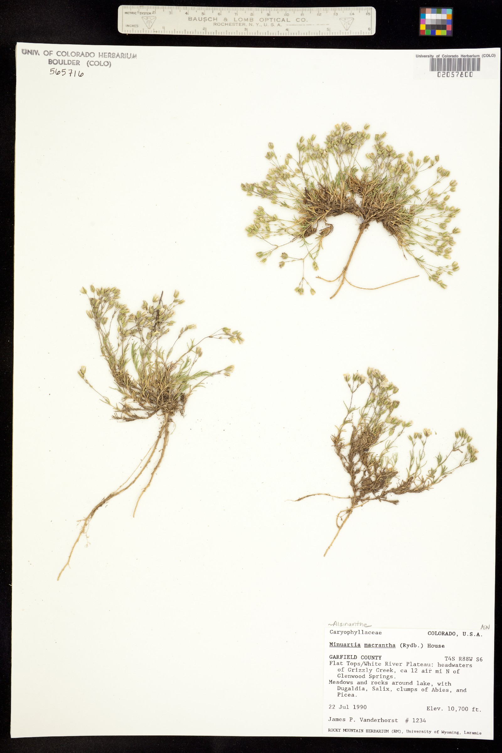 Minuartia macrantha image