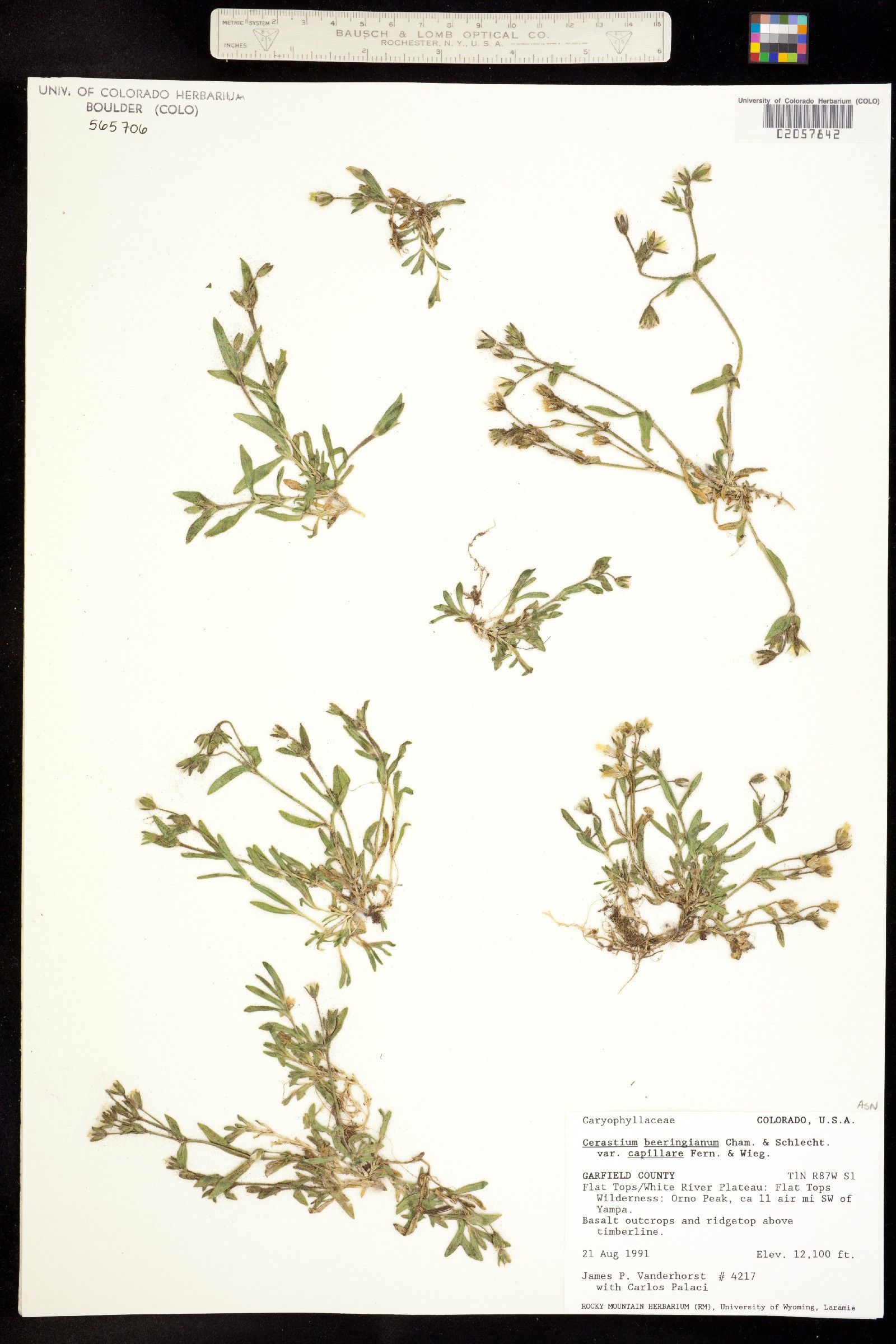 Cerastium beeringianum image