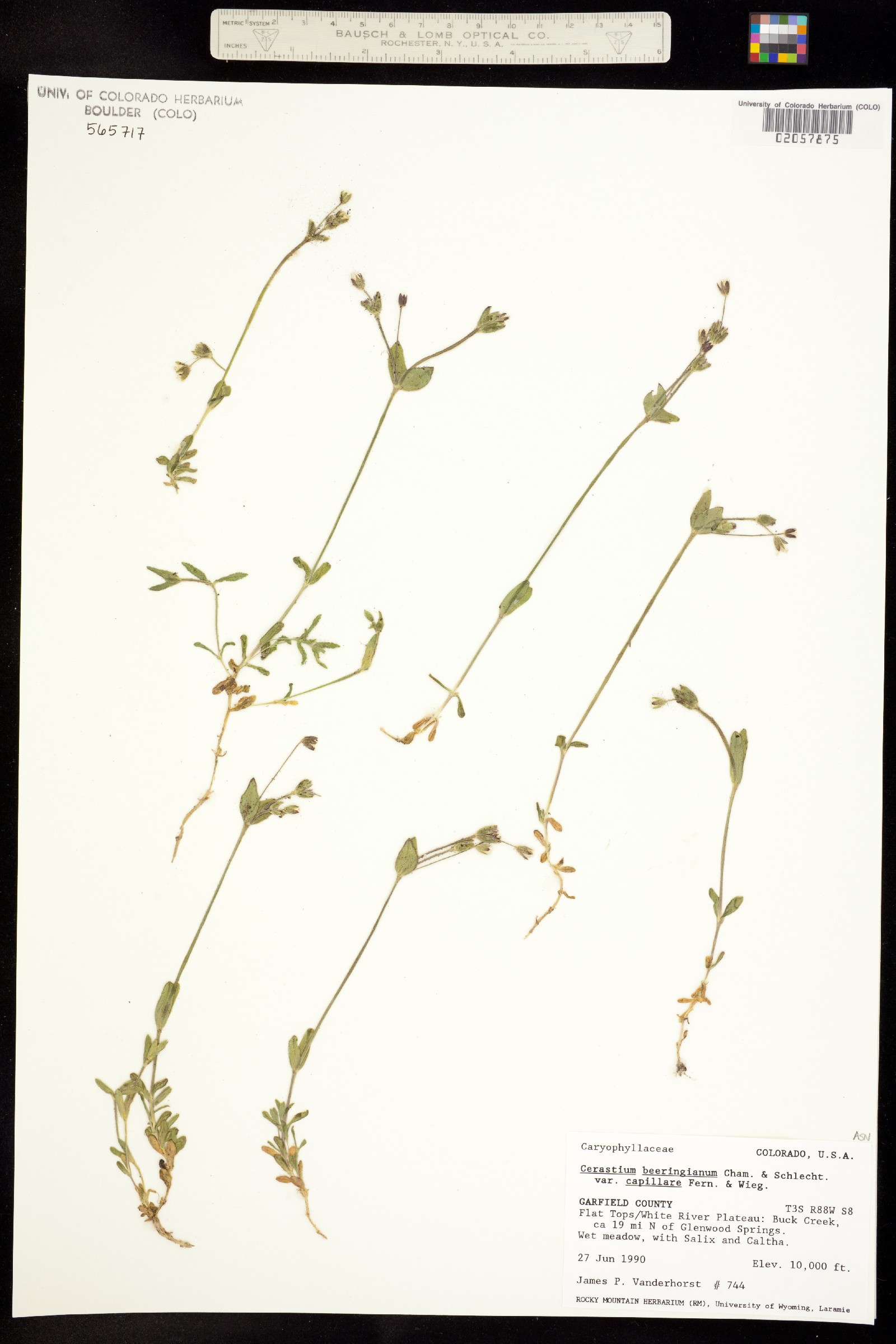 Cerastium beeringianum image