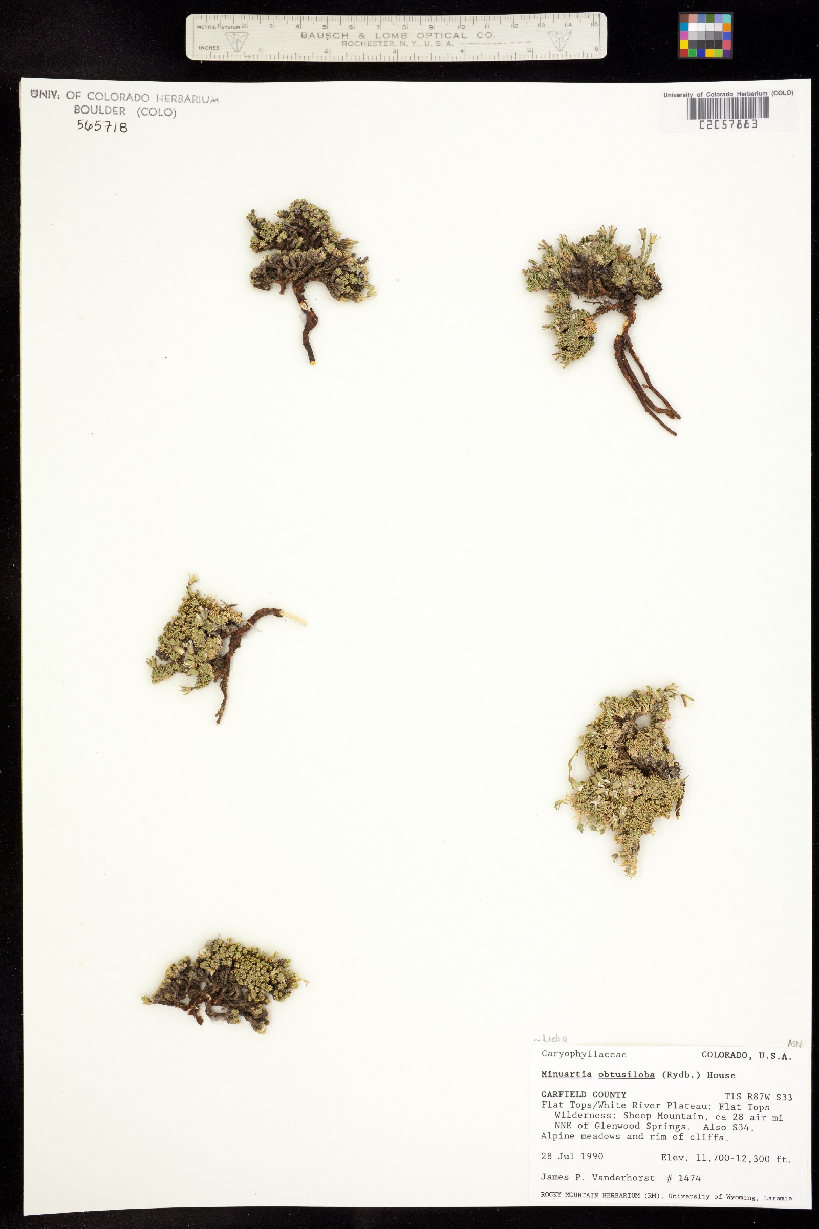Minuartia obtusiloba image