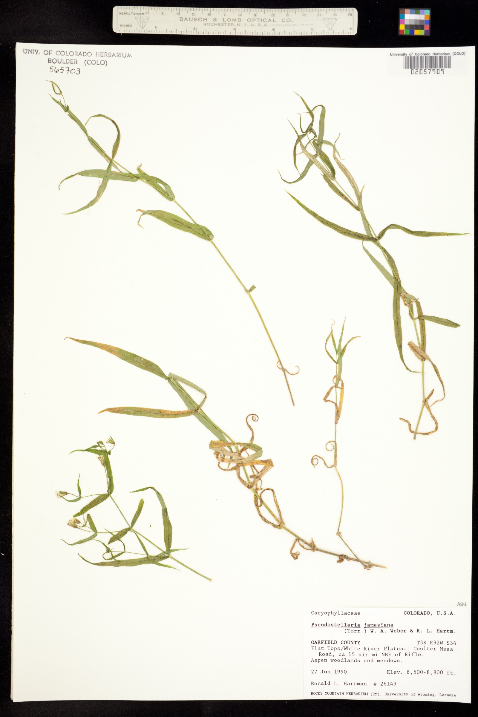 Pseudostellaria image