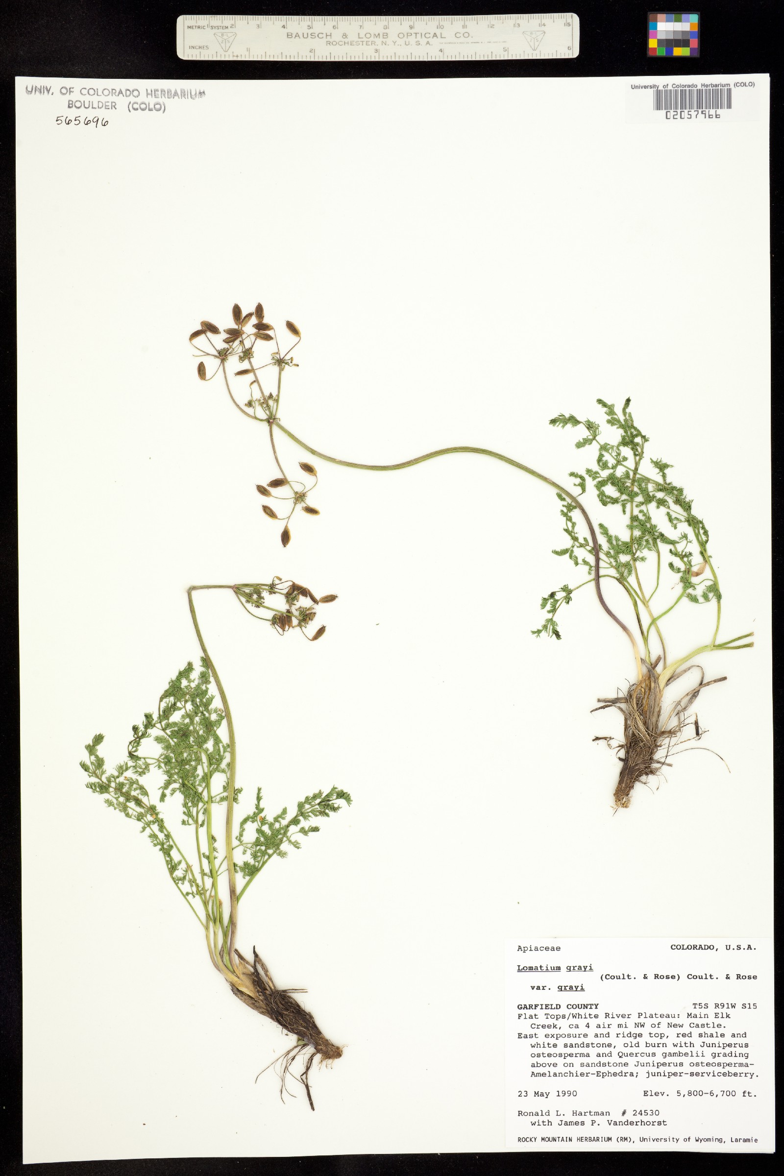 Lomatium grayi var. grayi image