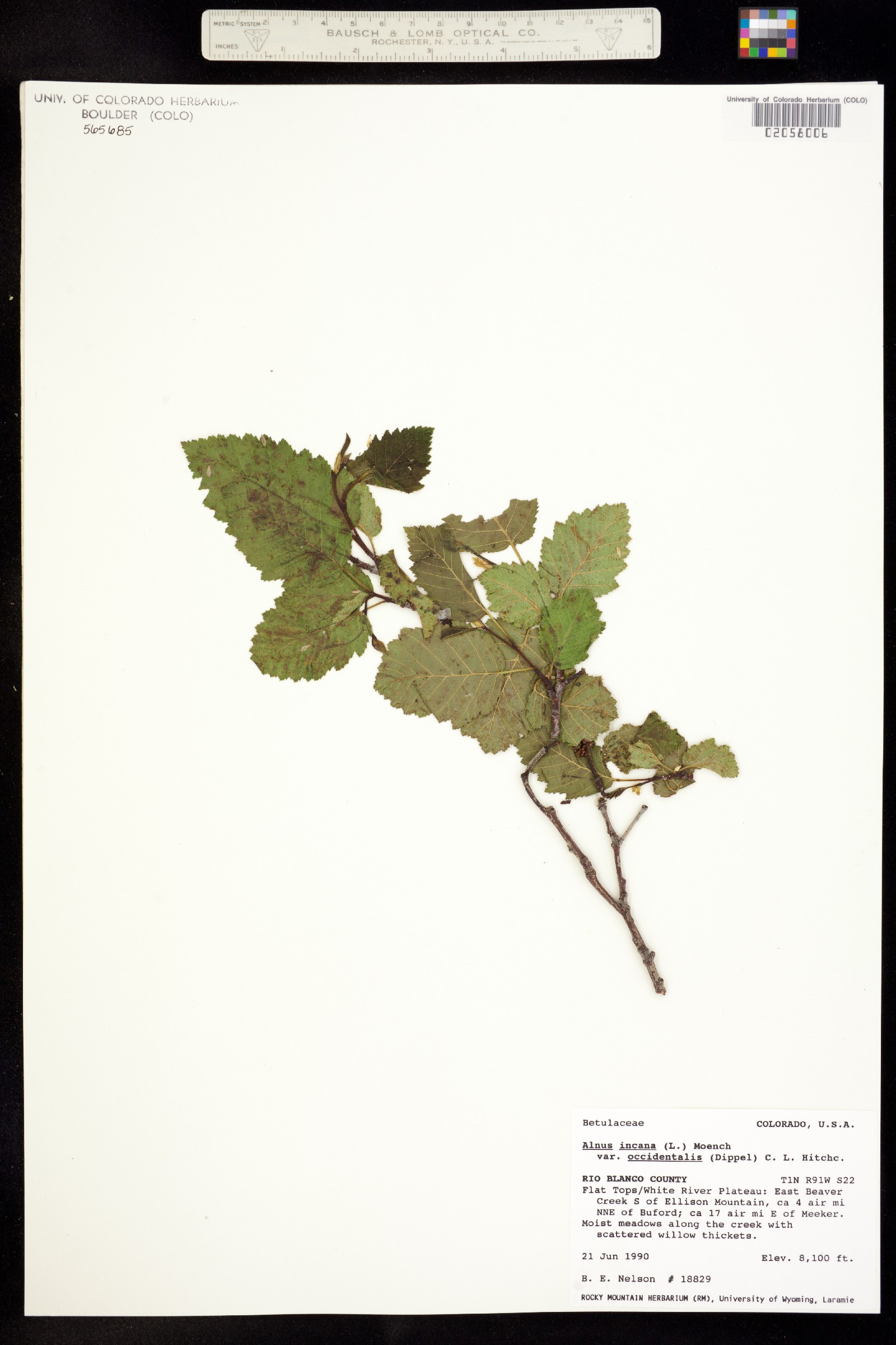 Alnus incana ssp. tenuifolia image