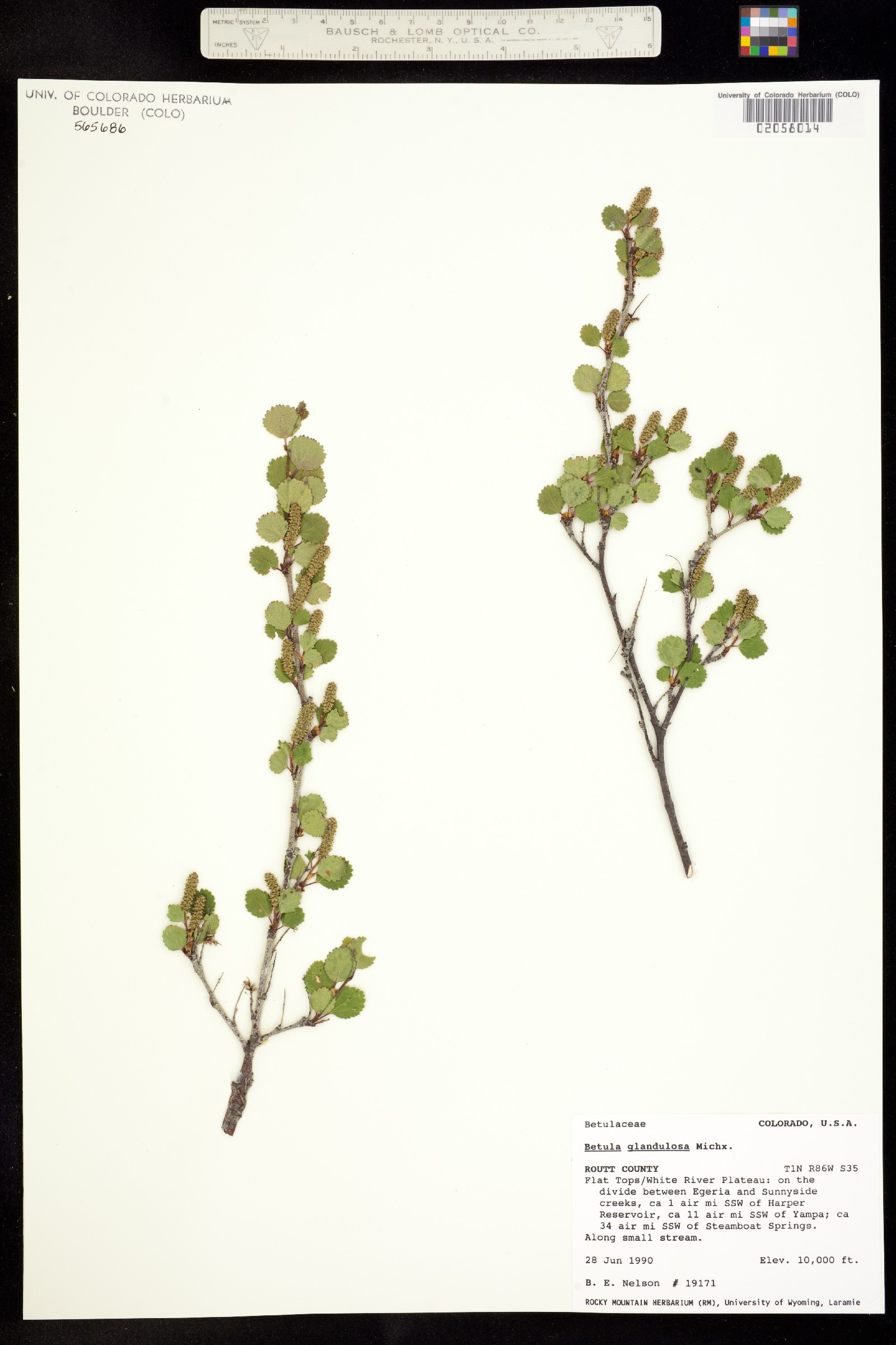 Betula glandulosa image