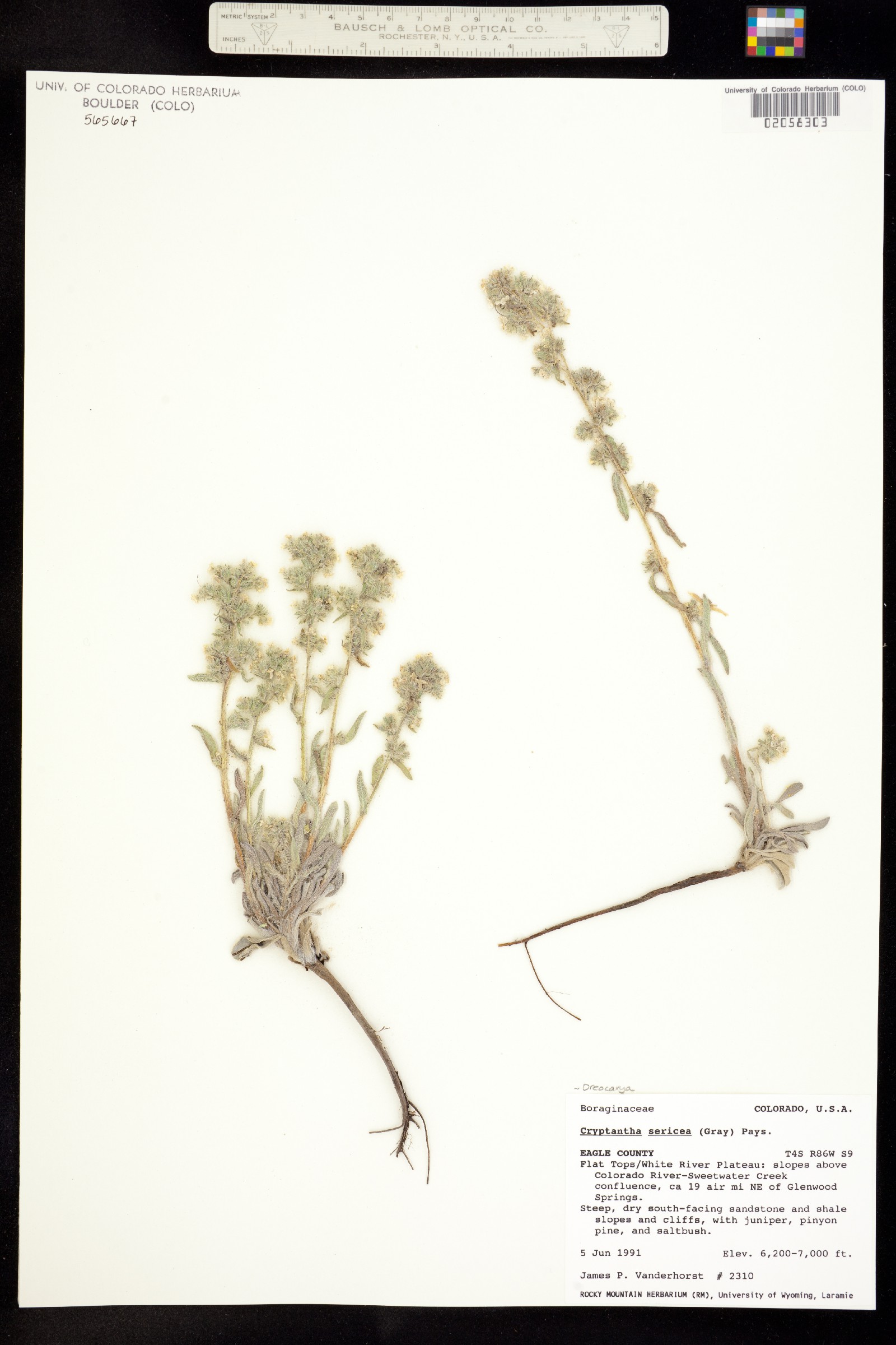Cryptantha sericea image