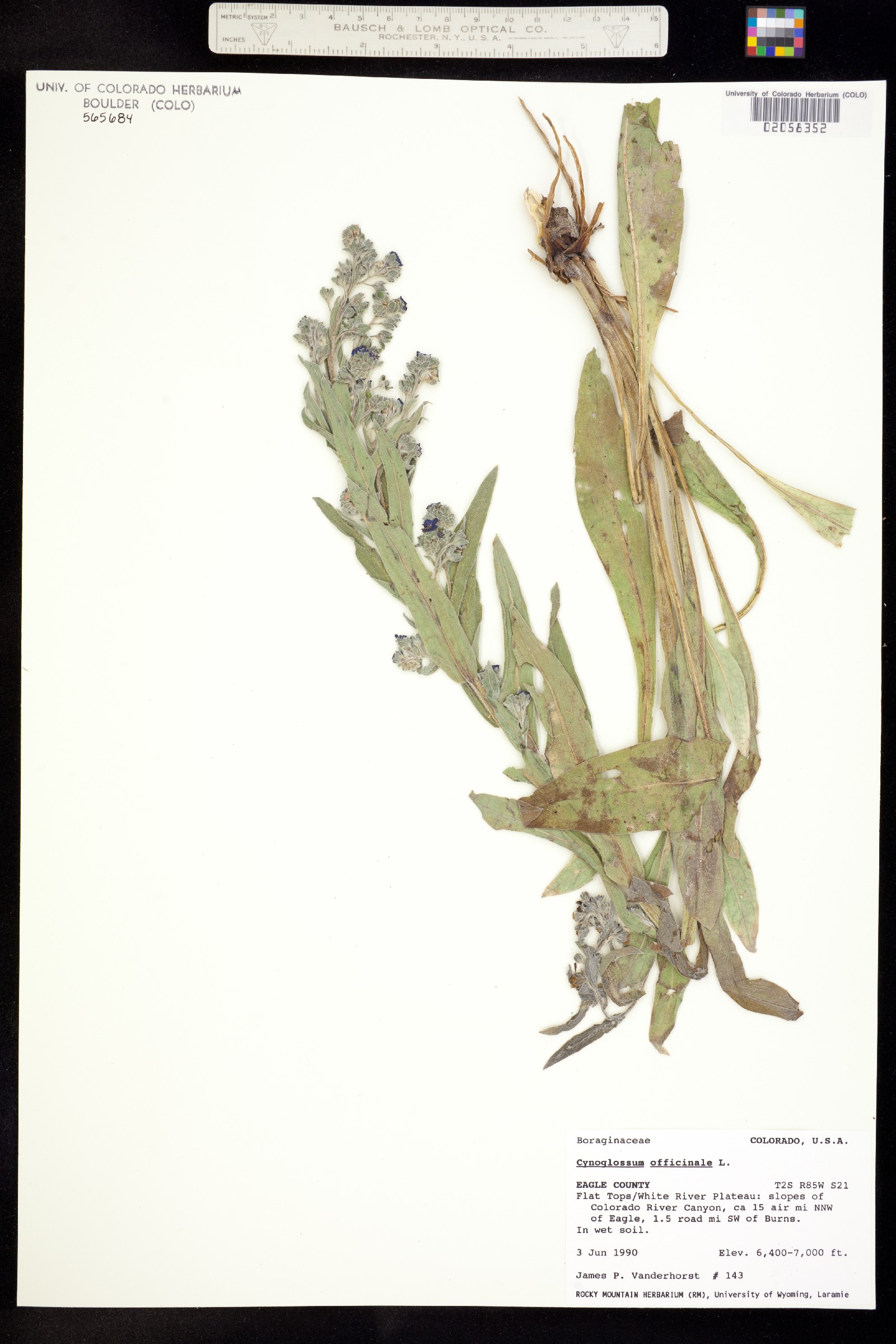 Cynoglossum officinale image