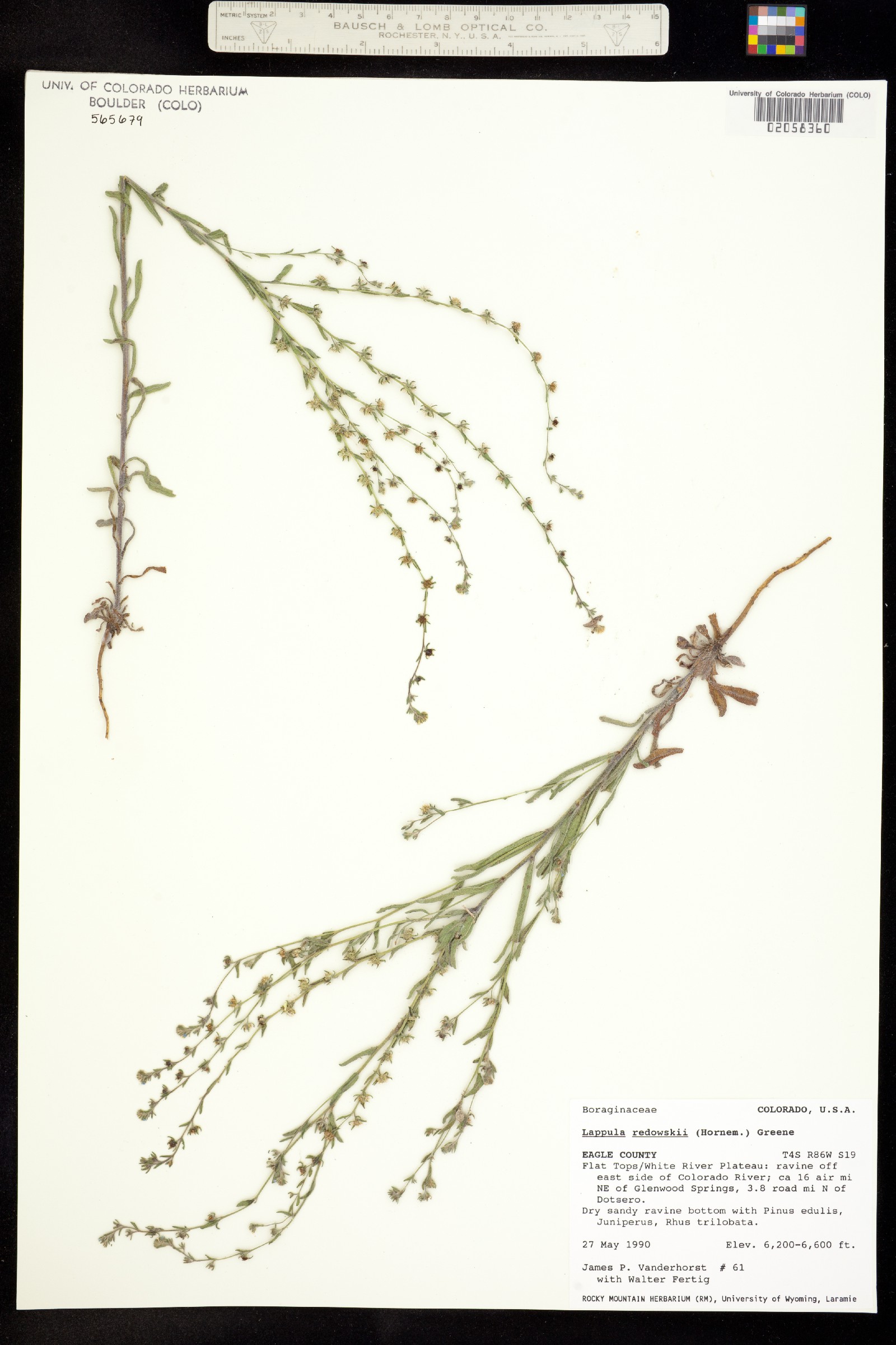 Lappula occidentalis var. occidentalis image