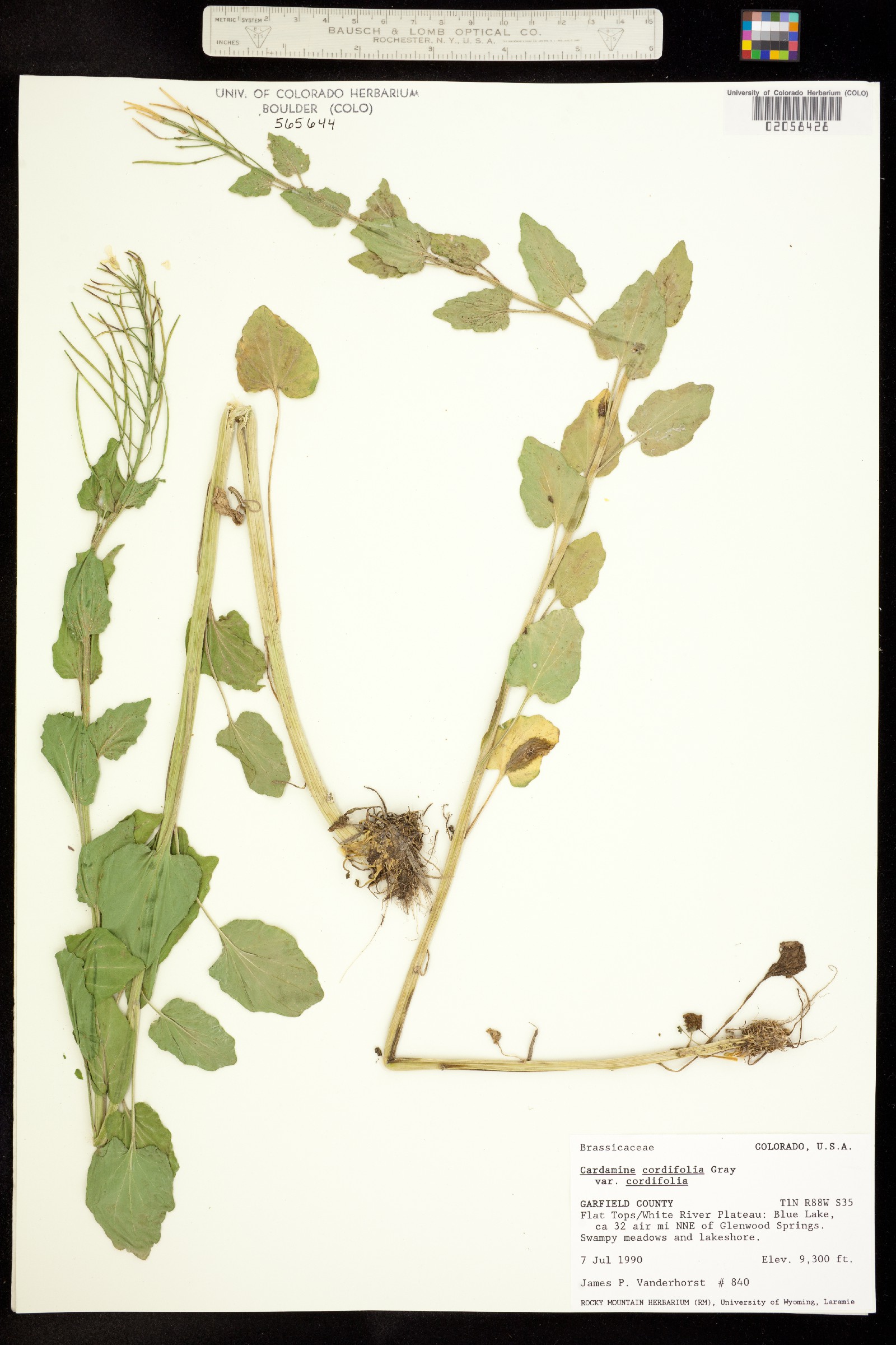 Cardamine cordifolia image